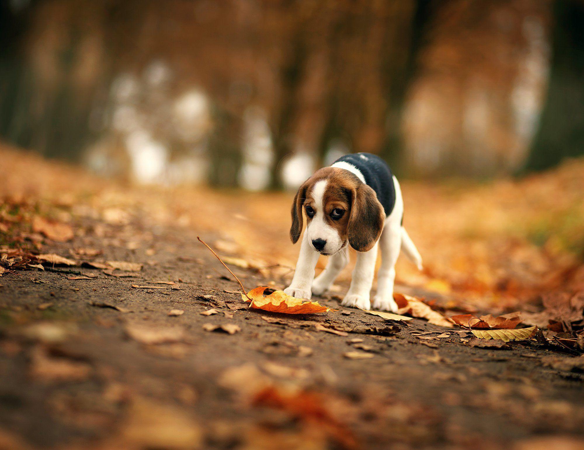 2000x1541 Free download Beagle Dog Wallpaper Picture 15565 2000x1541 uMadcom [2000x1541] for your Desktop, Mobile & Tablet. Explore Beagle Puppy Wallpaper. Beagle Wallpaper Border, Funny Beagle Wallpaper, HD Beagle Wallpaper