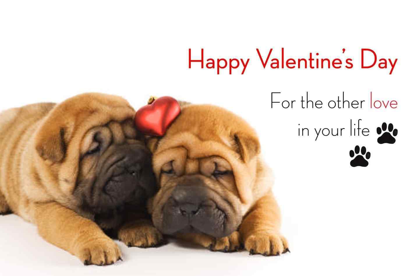 Thông điệp trong ngày 1422x948 từ thú cưng của bạn So Pug Valentines Collection Hình nền