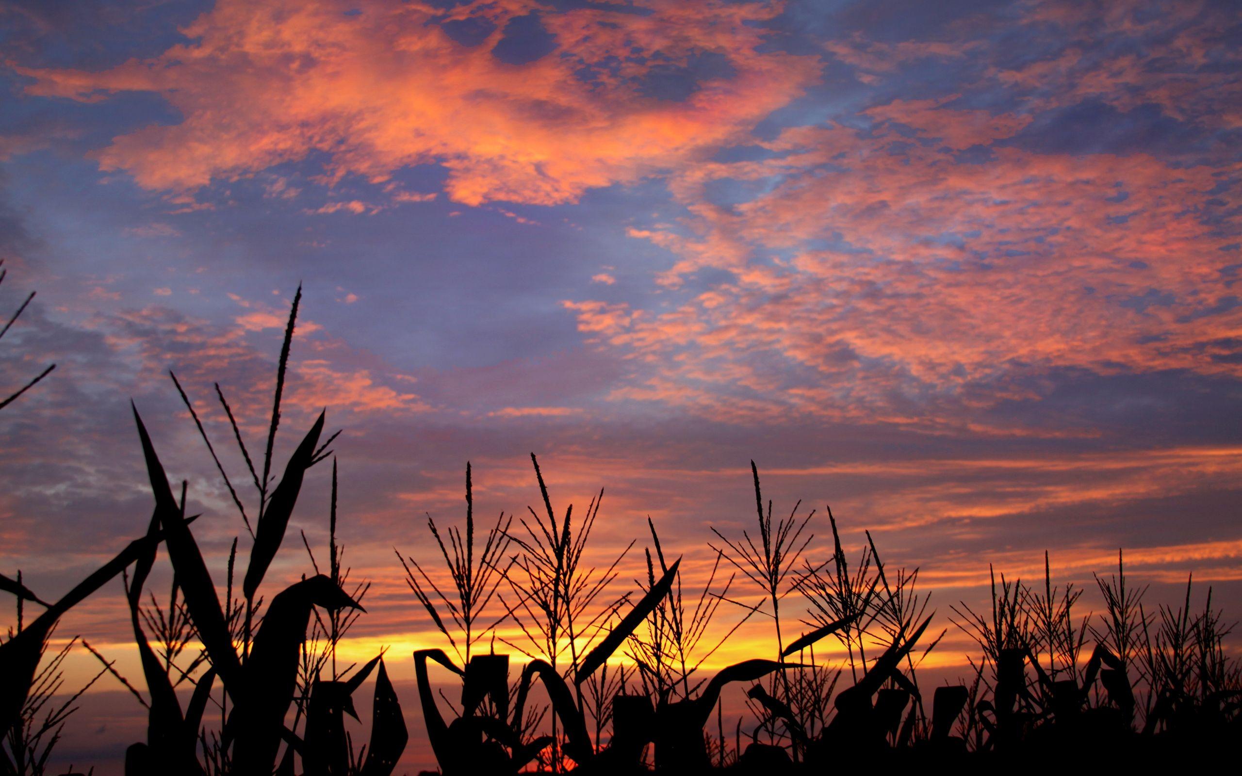 2560x1600 cornfield Wallpaper HD / Desktop and Mobile Background