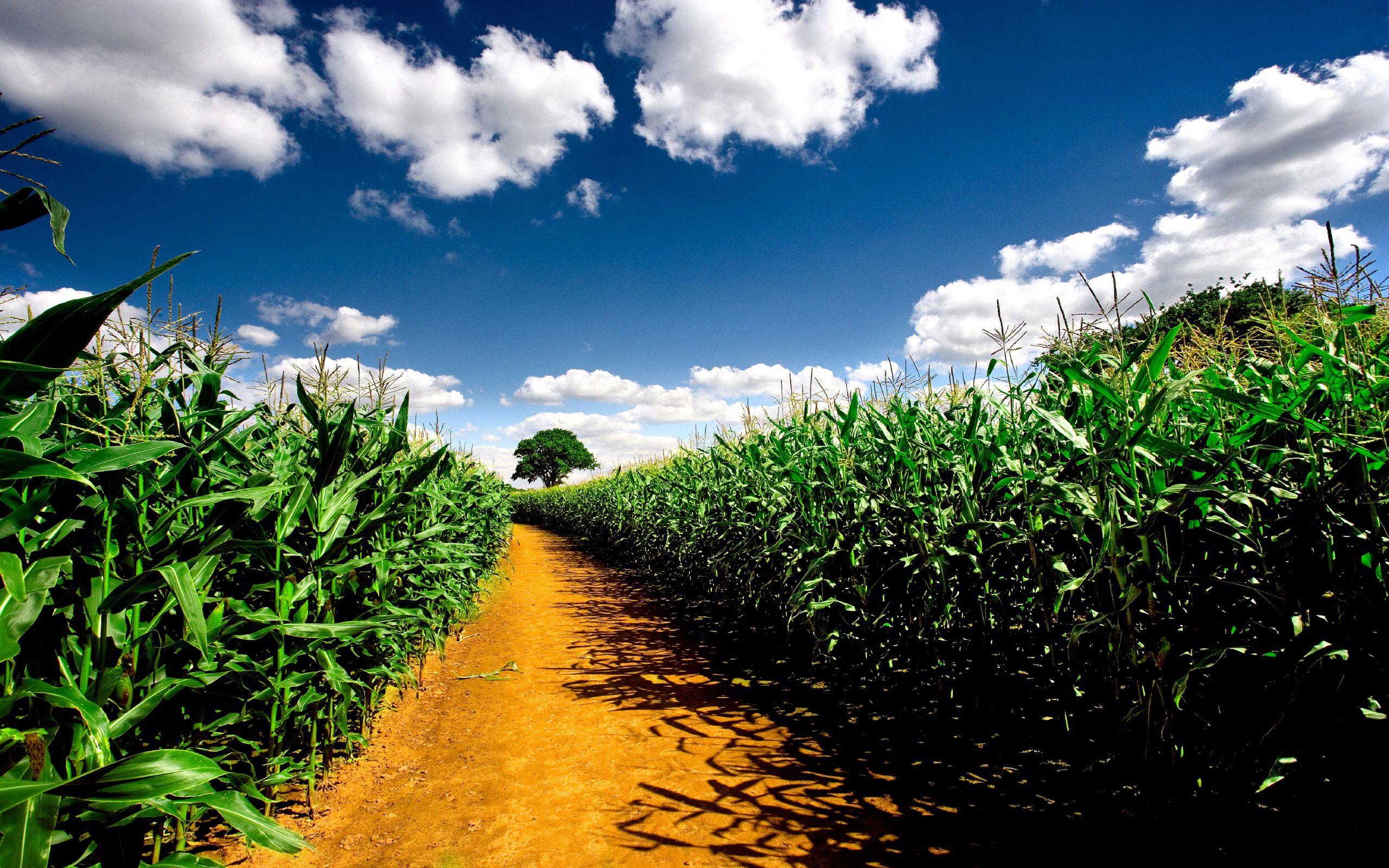 2560x1600 Cornfield wallpaperx1600