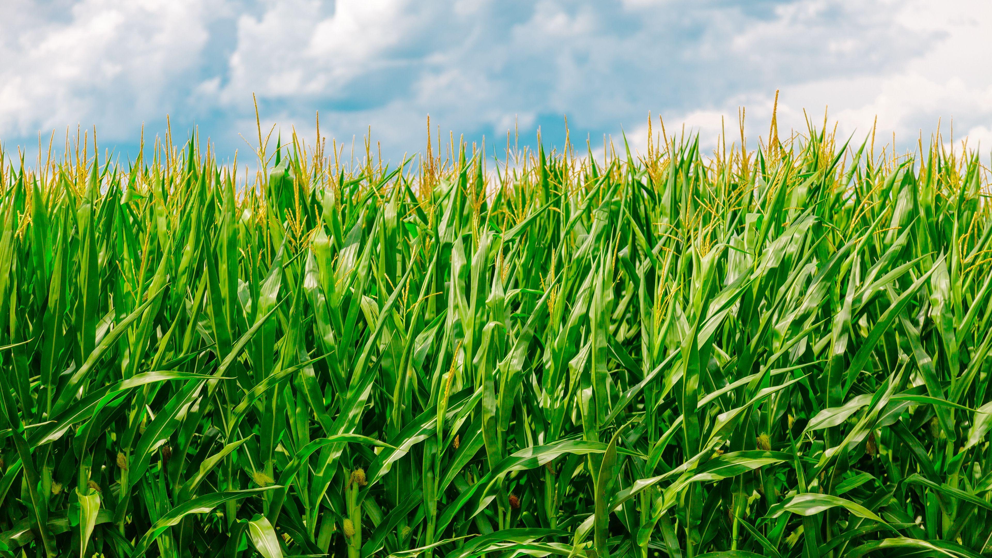 3840x2160 corn, field, summer, farm 4k Summer, Field, corn. Nature wallpaper, Farm, Field