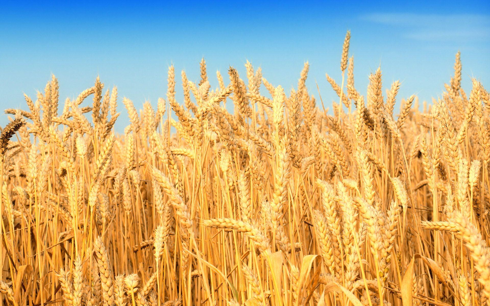 1920x1200 Cornfield Wallpaper