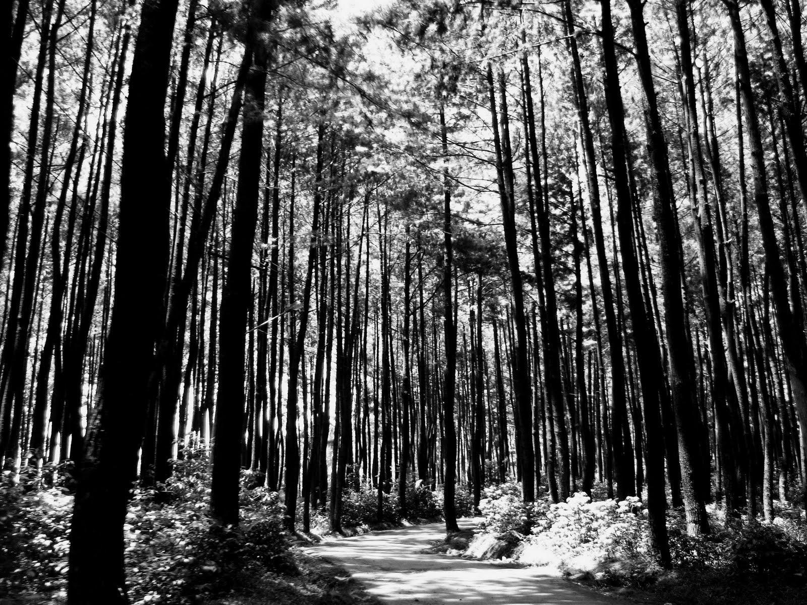 1600x1200 Black And White Forest Wallpaper HD Wallpaper Pretty And White Pine Trees HD Wallpaper