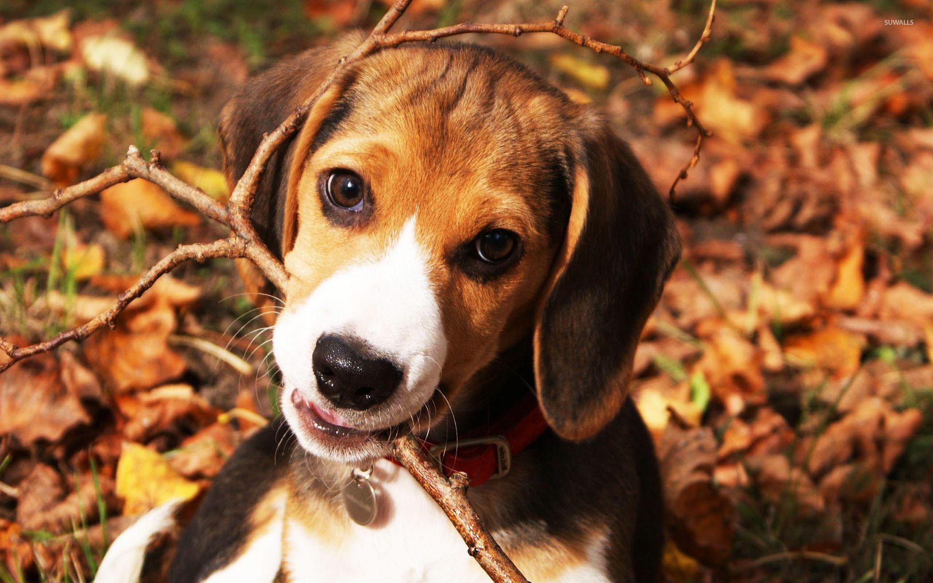 1920x1200 Beagle puppy [3] wallpaper wallpaper