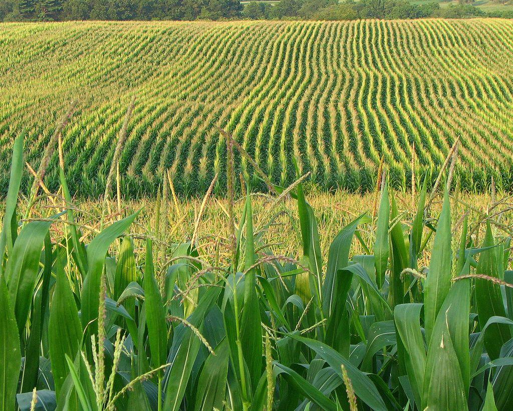 1024x821 Cornfield wallpaper, Earth, HQ Cornfield pictureK Wallpaper 2019
