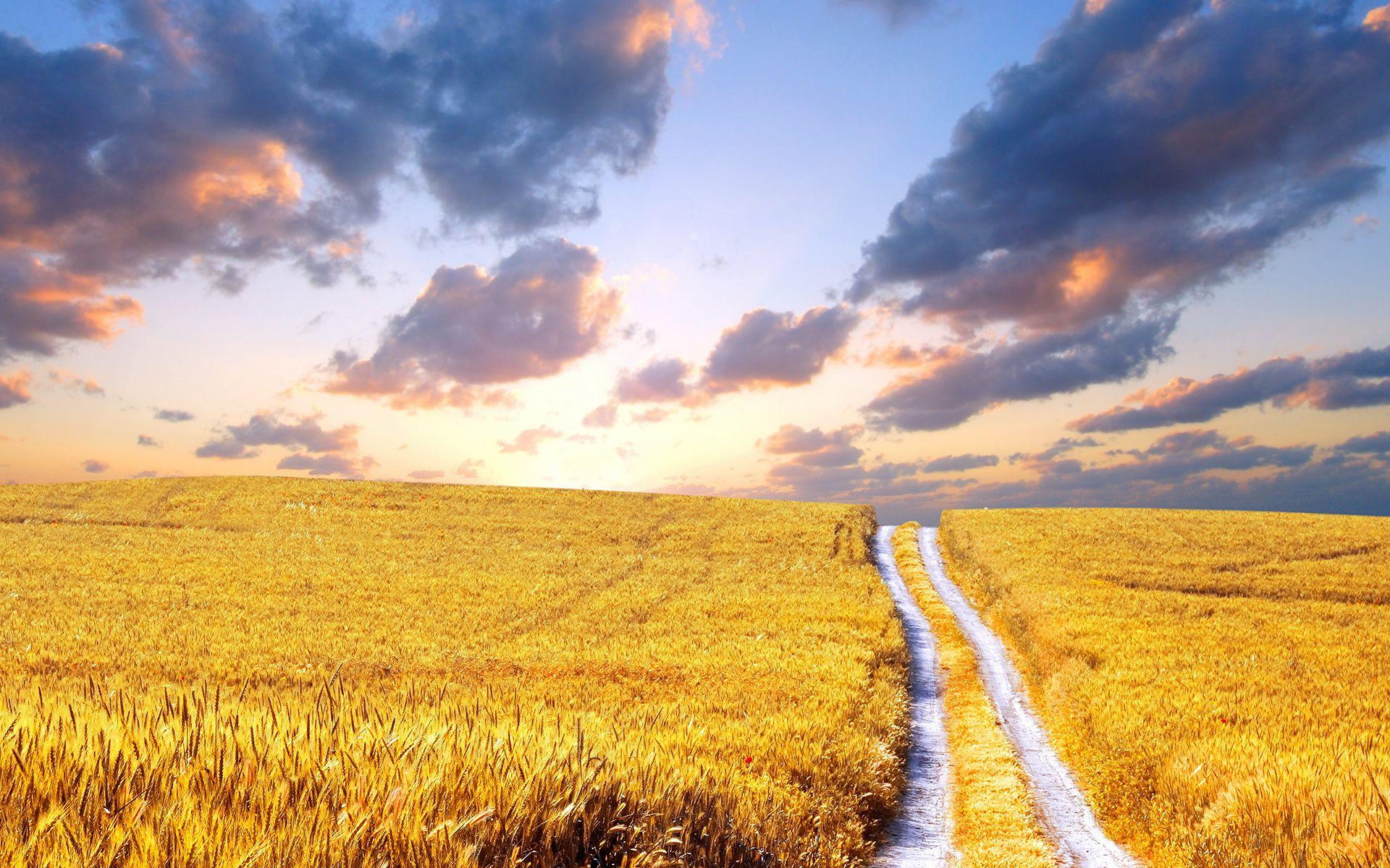 1920x1200 Cornfield summer HD