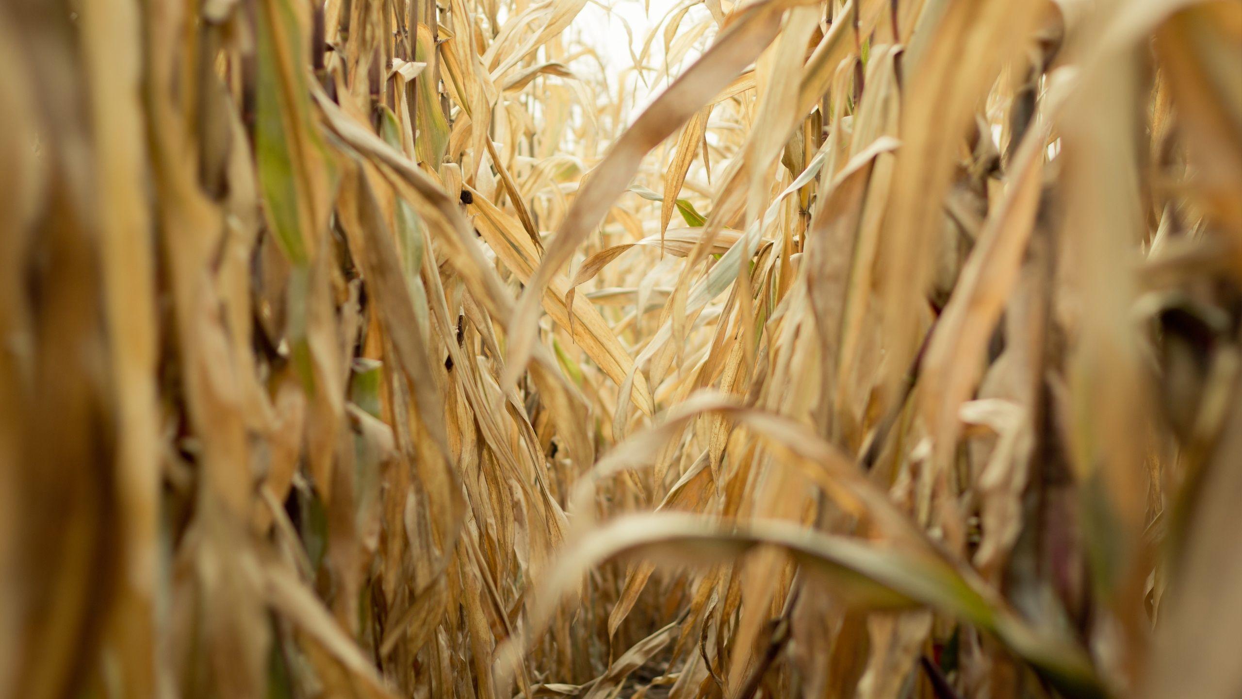 2560x1440 cool cornfield wallpaper Desktop Wallpaperk HD