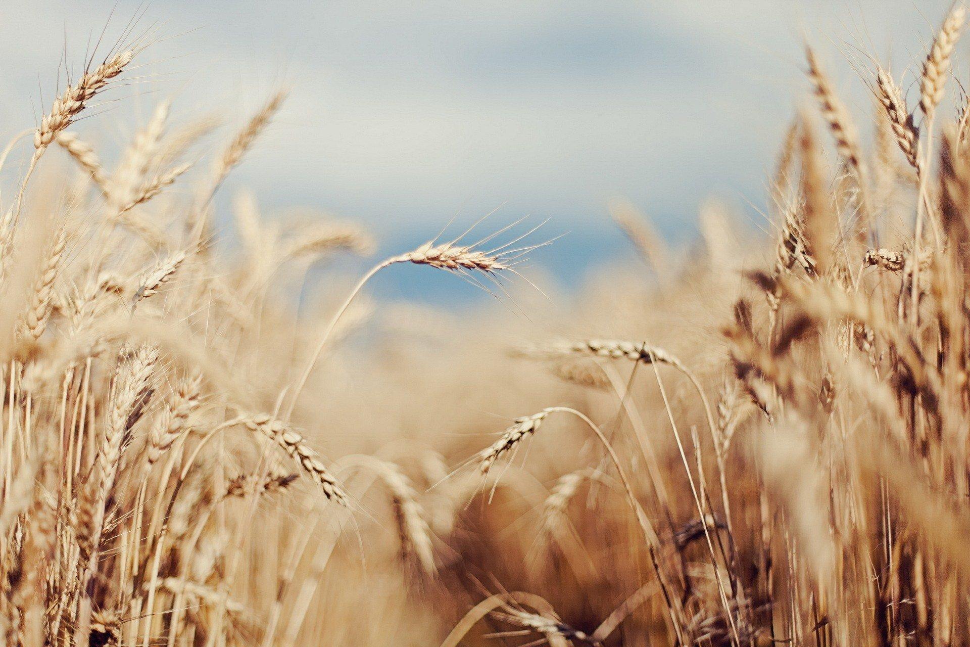 1920x1280 Cornfield wallpaper HD for desktop background