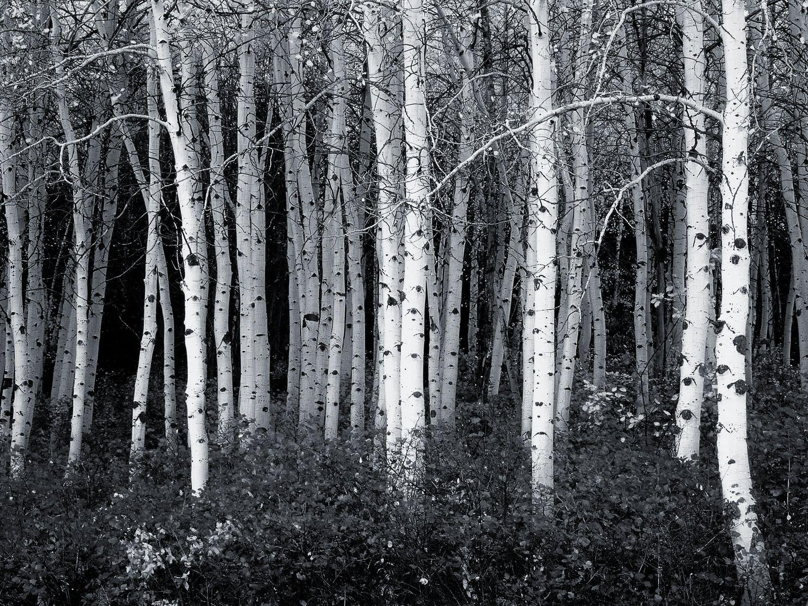 1600x1200 Black and White Forest. Forest wallpaper, Aspen trees, Black and white wallpaper