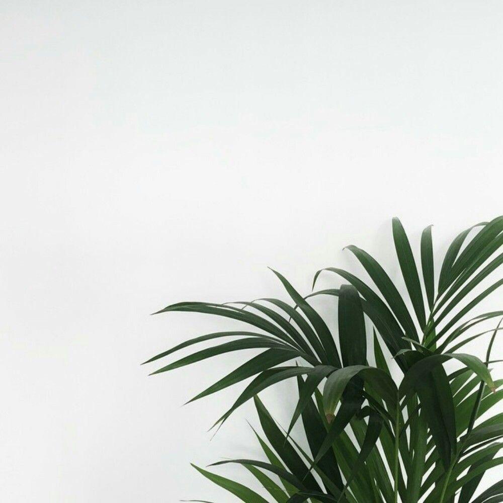 Minimalist Plants HD Wallpapers - Top Free Minimalist Plants HD ...