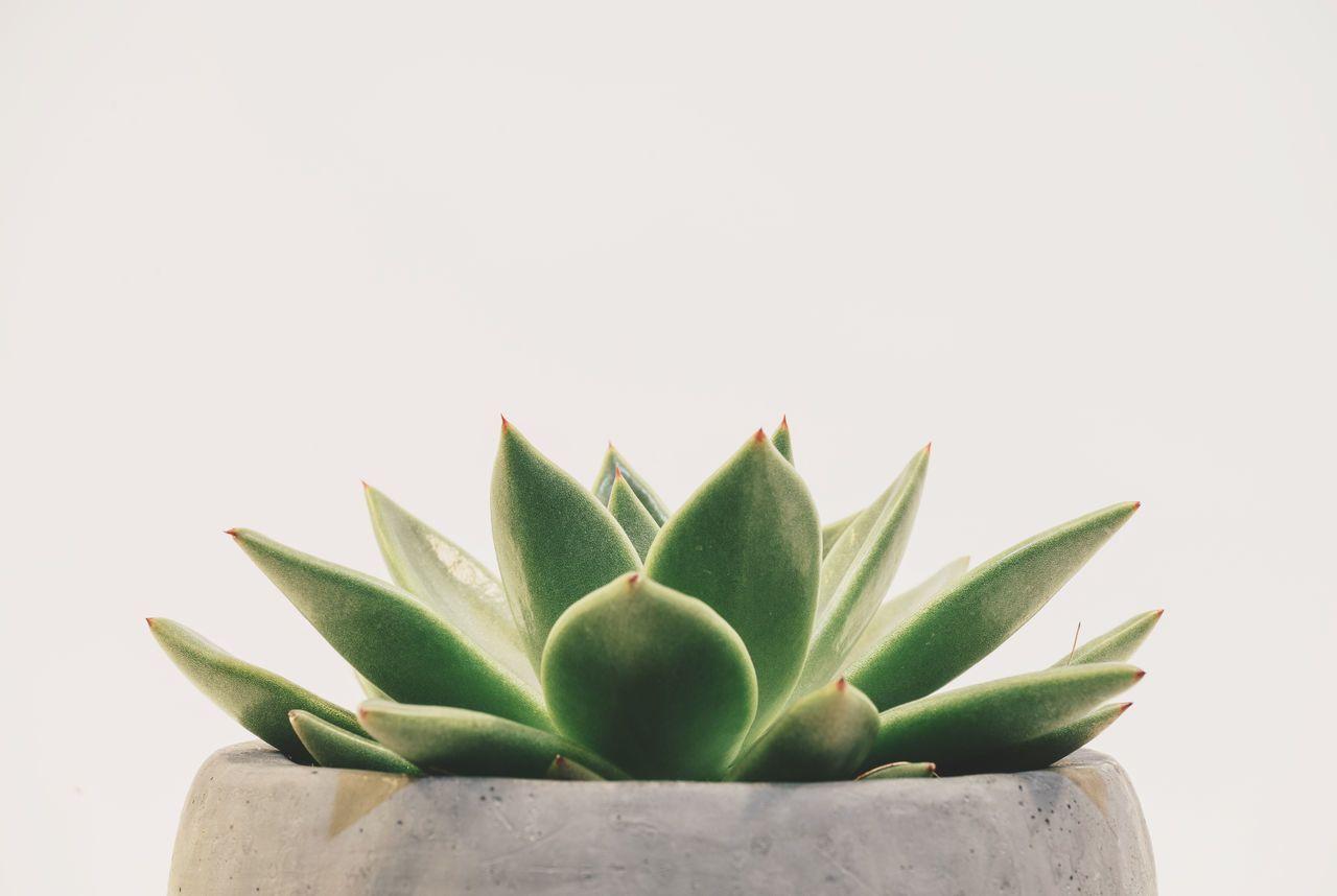 Succulent Aesthetic Desktop Wallpapers - Top Free Succulent Aesthetic