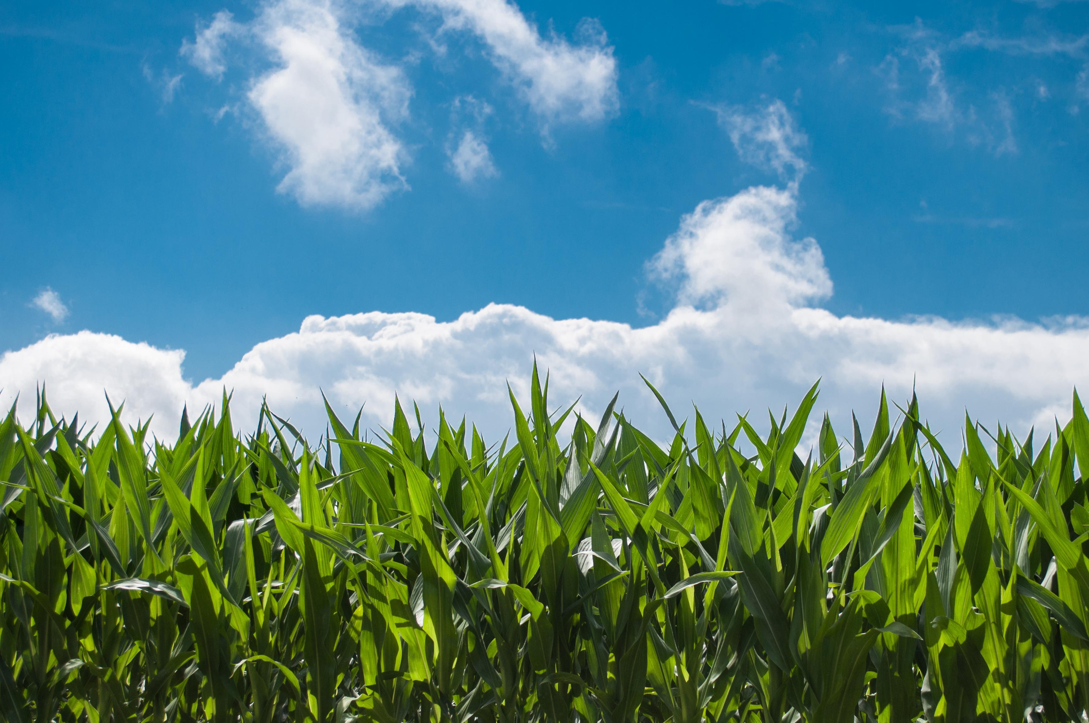 3556x2362 Corn Field