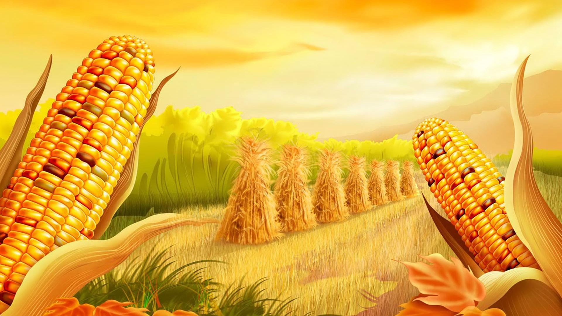 1920x1080 Free download Moril corn field Computer Wallpaper Desktop Background [1920x1080] for your Desktop, Mobile & Tablet. Explore Cornfield Picture Hi Resolution Wallpaper. High Resolution Wallpaper Picture, Bugatti Wallpaper High