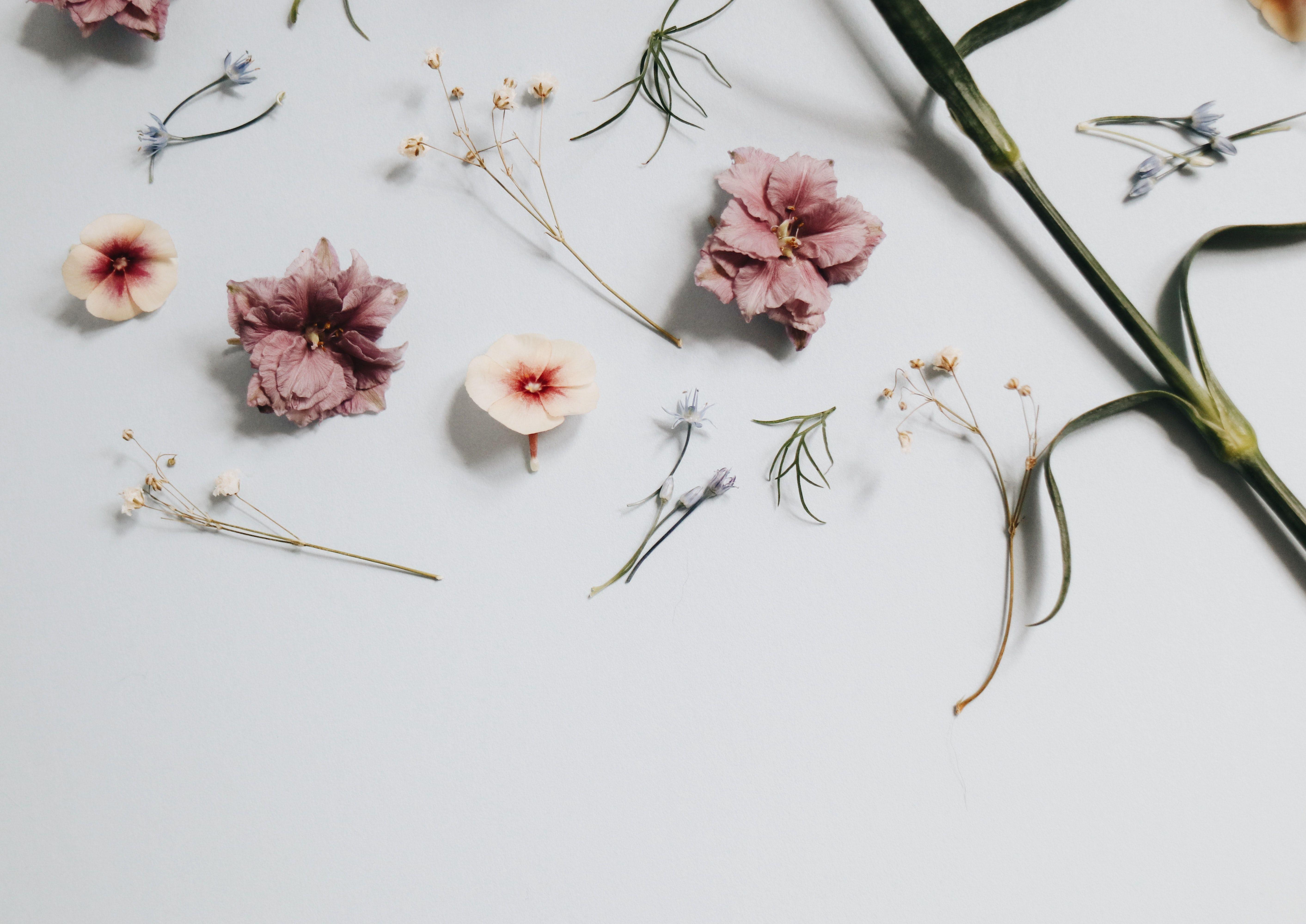 25 Incomparable minimalist aesthetic flower desktop wallpaper You Can
