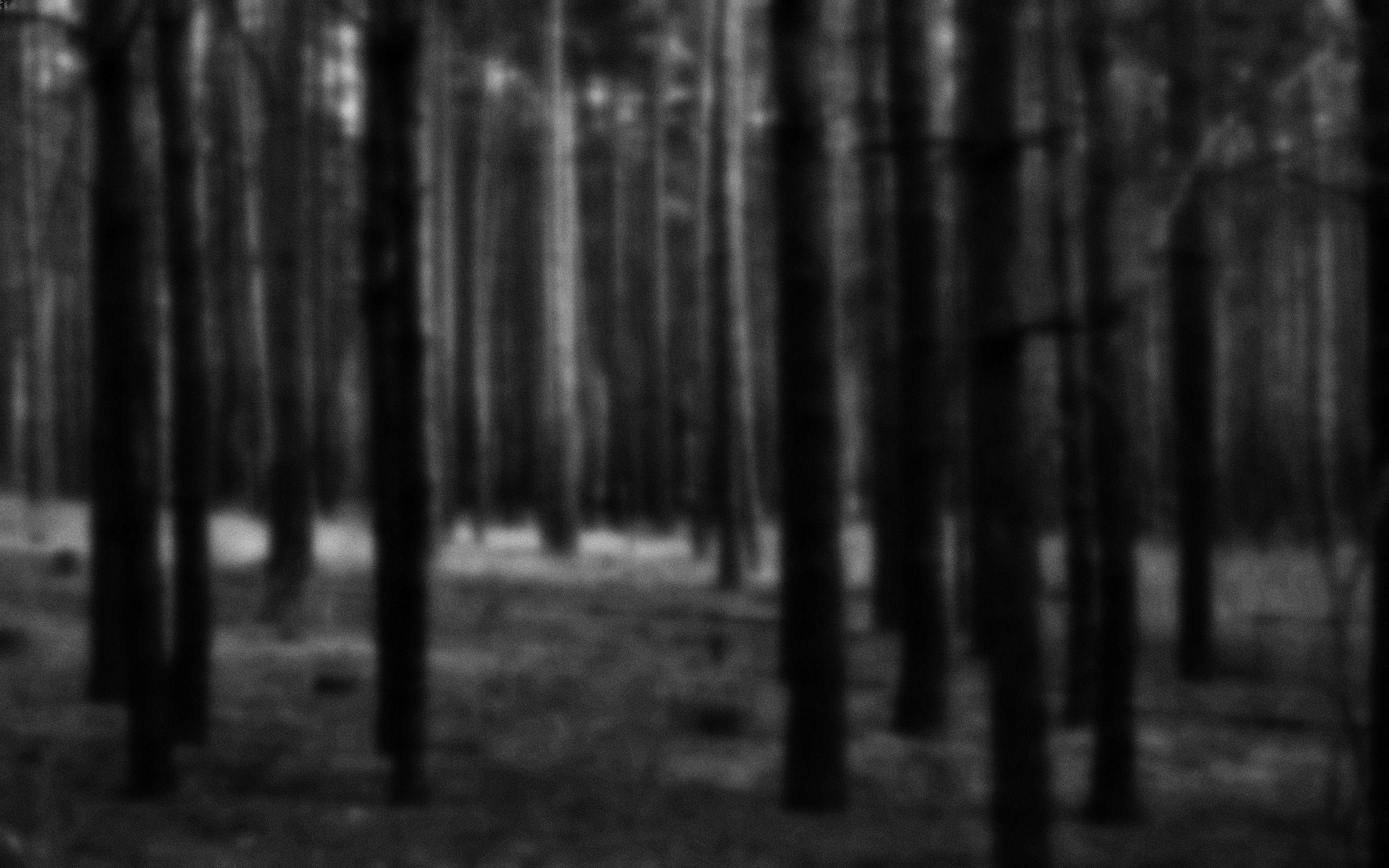2560x1600 Silent Forest wallpaper. Silent Forest