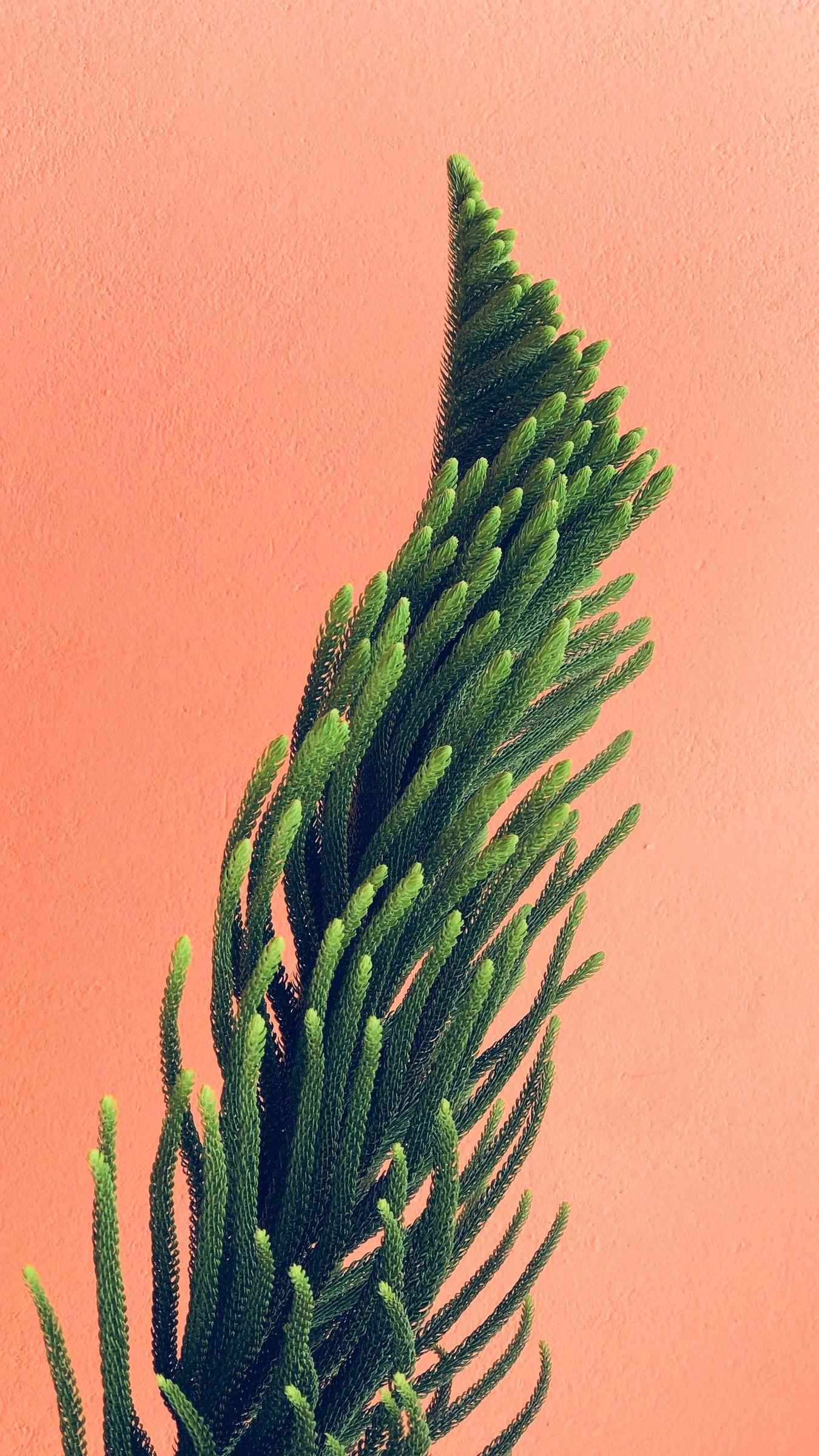 1350x2400 Download wallpaper 1350x2400 plant, needles, branches, minimalism, wall iphone 8+/7+/6s+/for parallax HD background