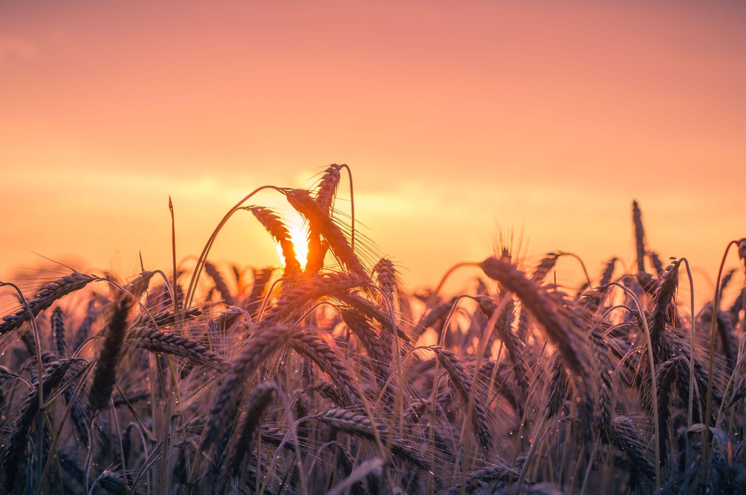 2560x1700 Cornfield Sunset 4k 5k Chromebook Pixel HD 4k Wallpaper, Image, Background, Photo and Picture