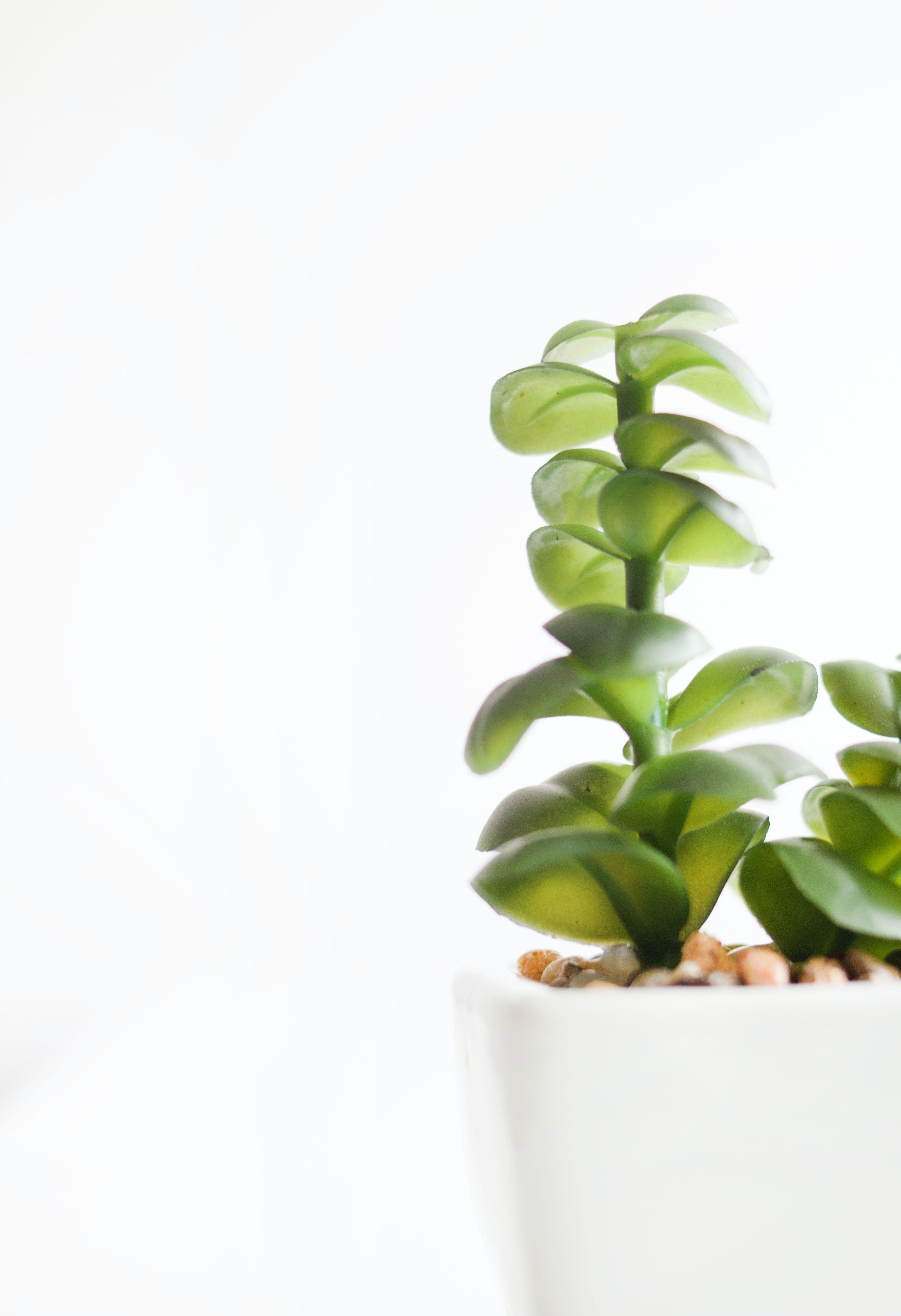 3648x5327 Free of minimalism, minimalist, plant