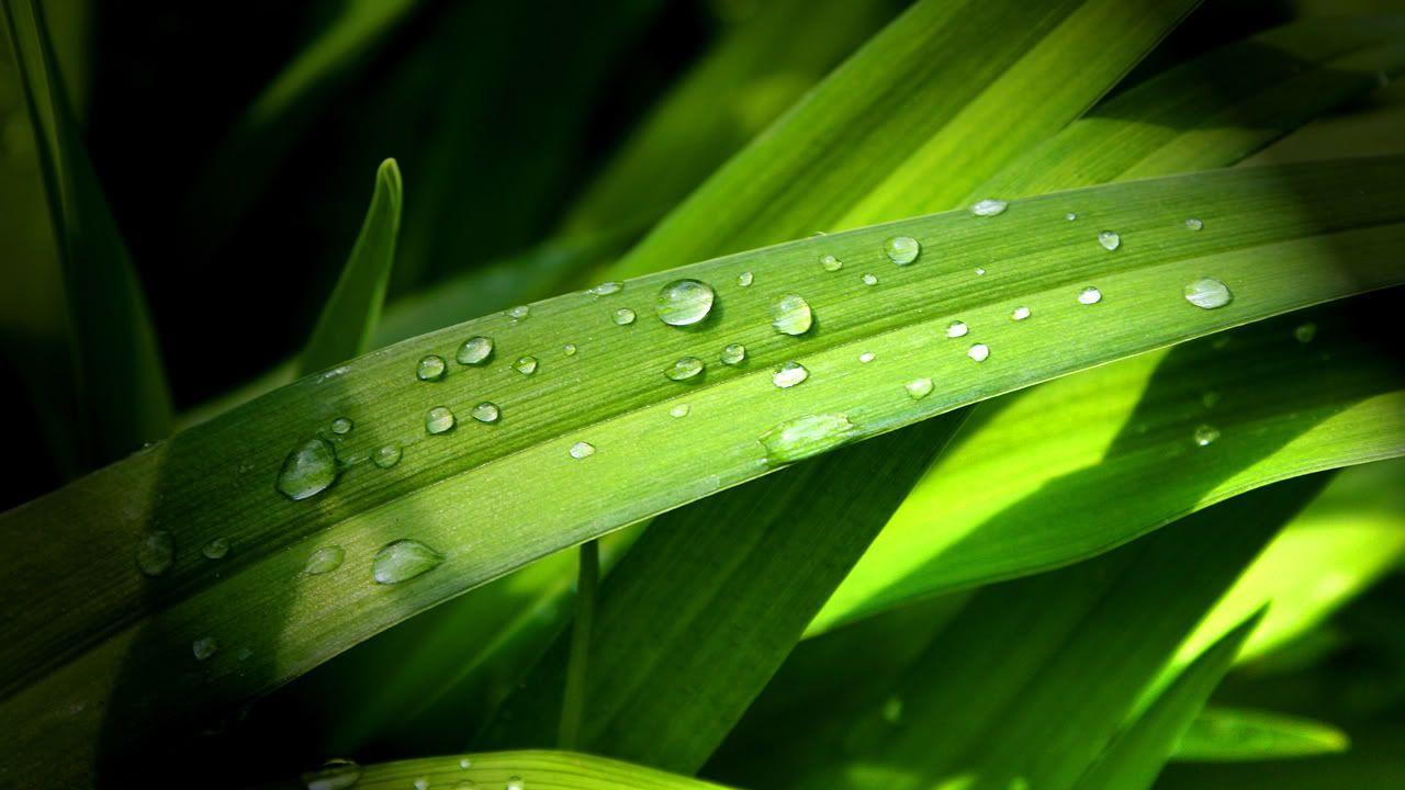 1280x720 Wallpaper
