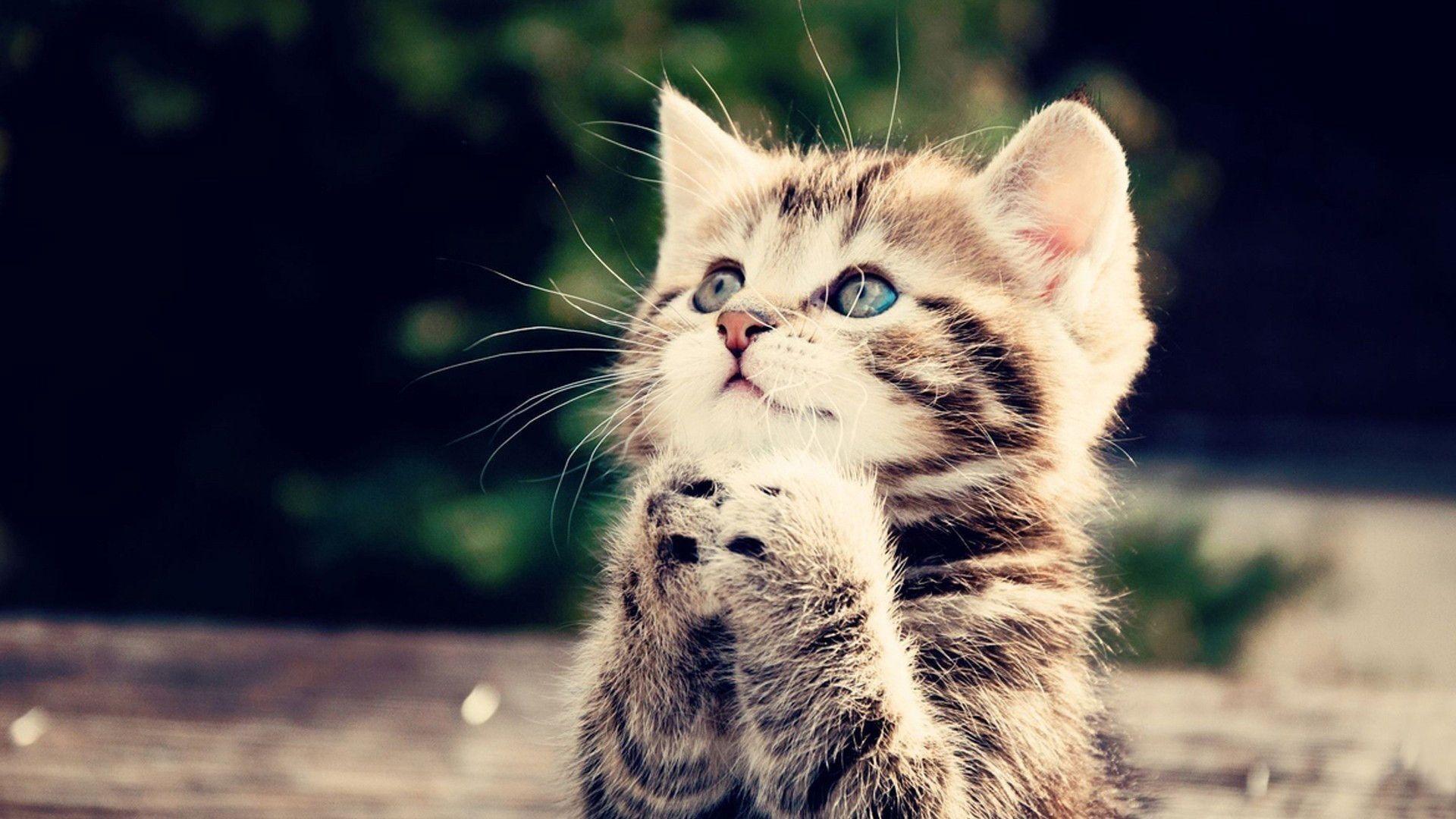 1920x1080 Funny Kitten Wallpaper