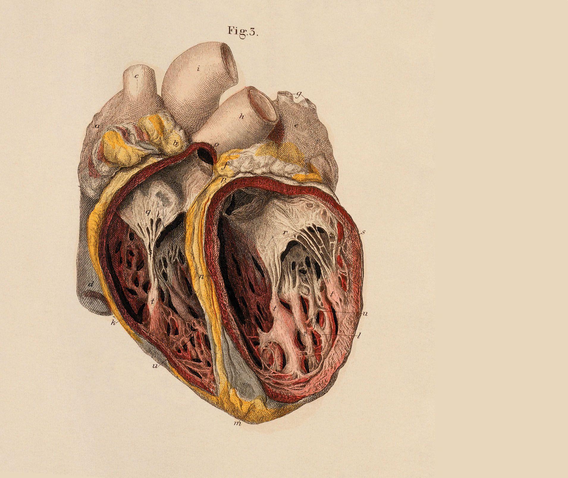 1910x1609 Human Anatomy Wallpaper for Desktop. Human Skeleton Wallpaper, Biomechanical Human HD Wallpaper and Human Wallpaper