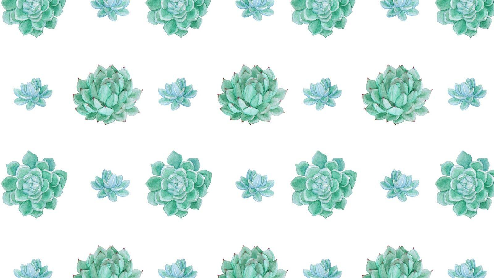 1600x900 Succulent Desktop Wallpaper HD Wallpaper