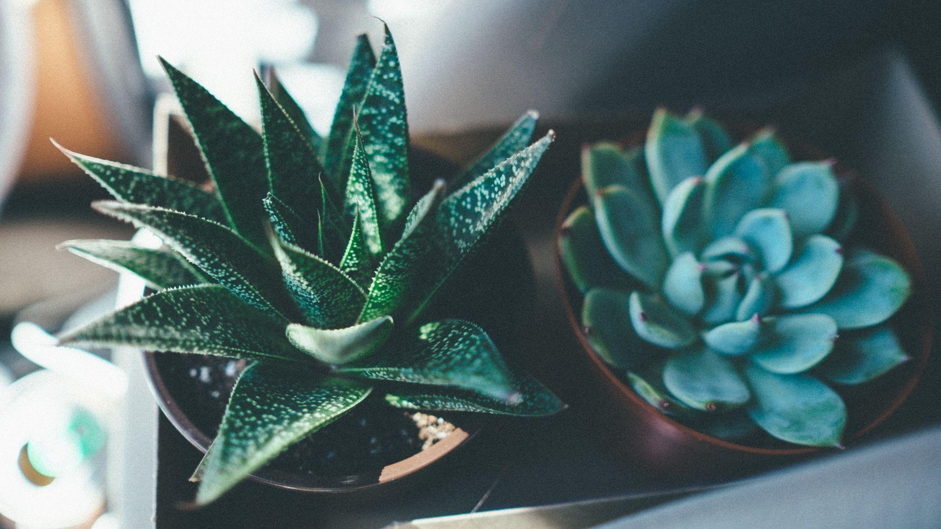 1920x1080 Succulent Wallpaper