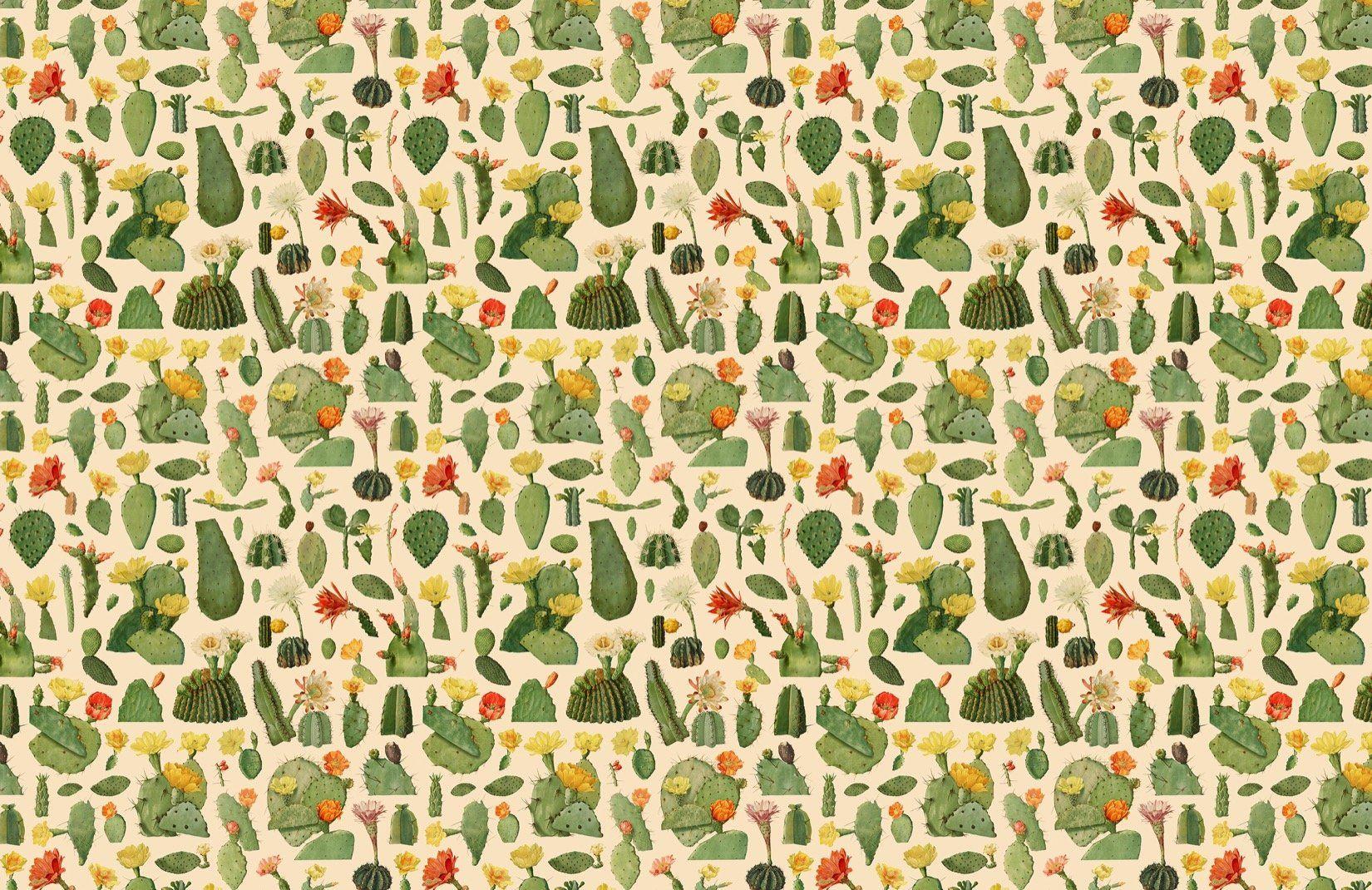 Hình nền 1650x1070 Cactus Succulent.  Thiết kế cây xương rồng xanh