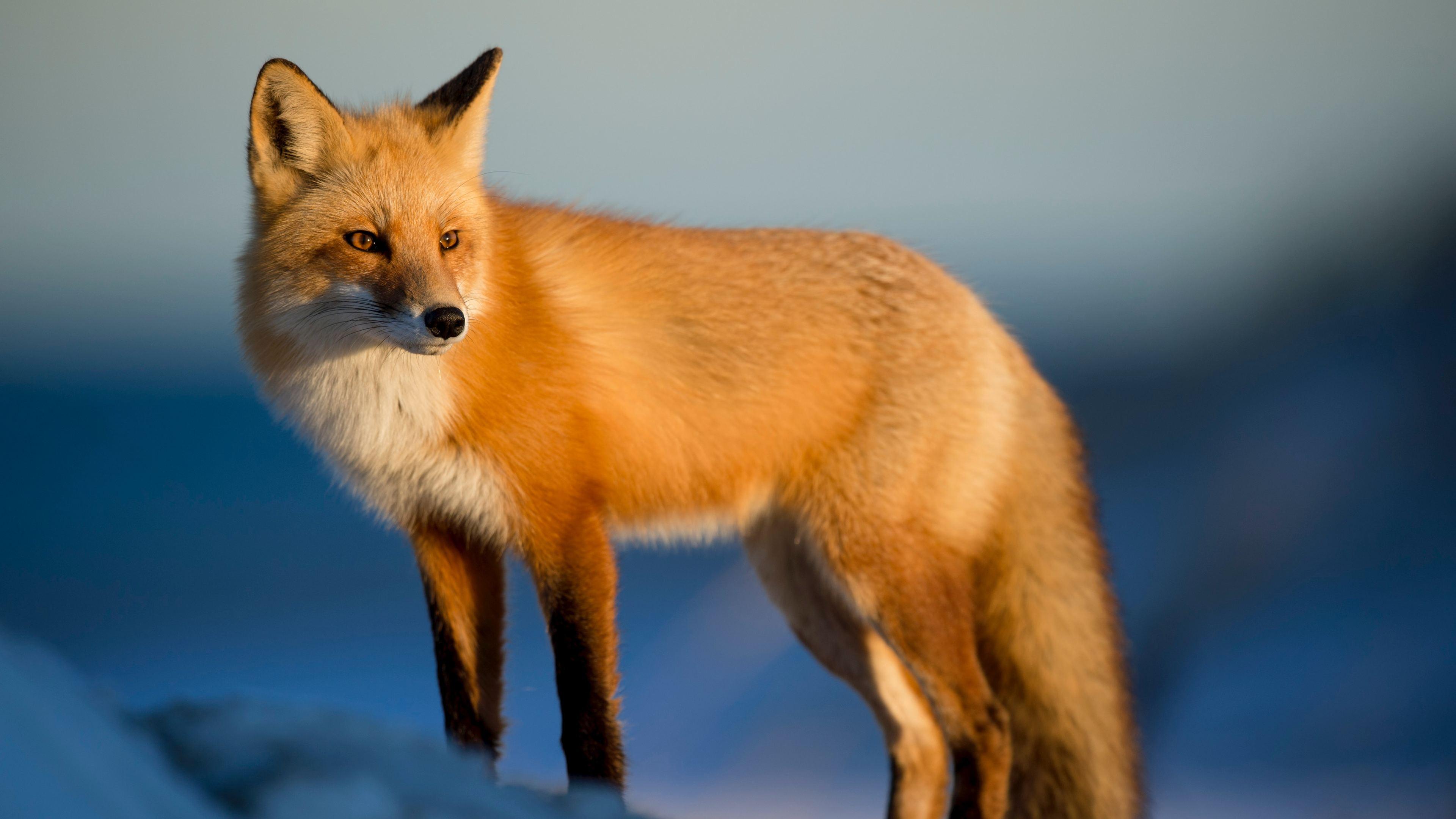 3840x2160 Wallpaper 4k Fox Wild 4k 4k Wallpaper, Animals Wallpaper, Fox Wallpaper, Hd Wallpaper