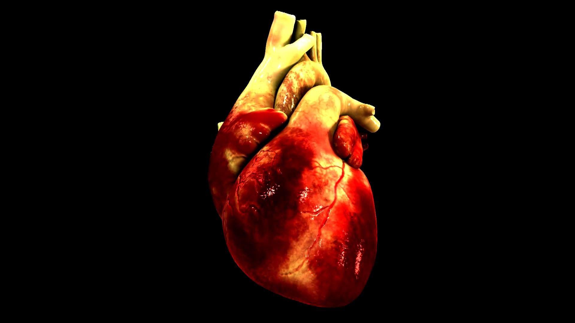 1920x1080 Human Heart Image HD