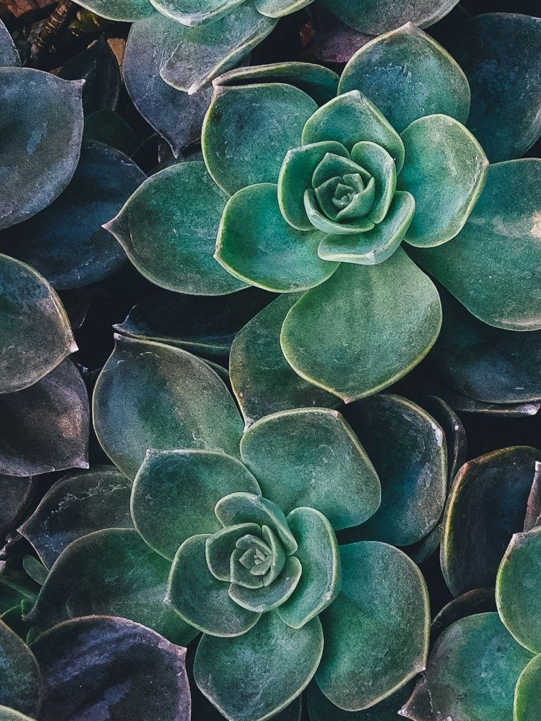 768x1024 echeveria, succulents, plant .