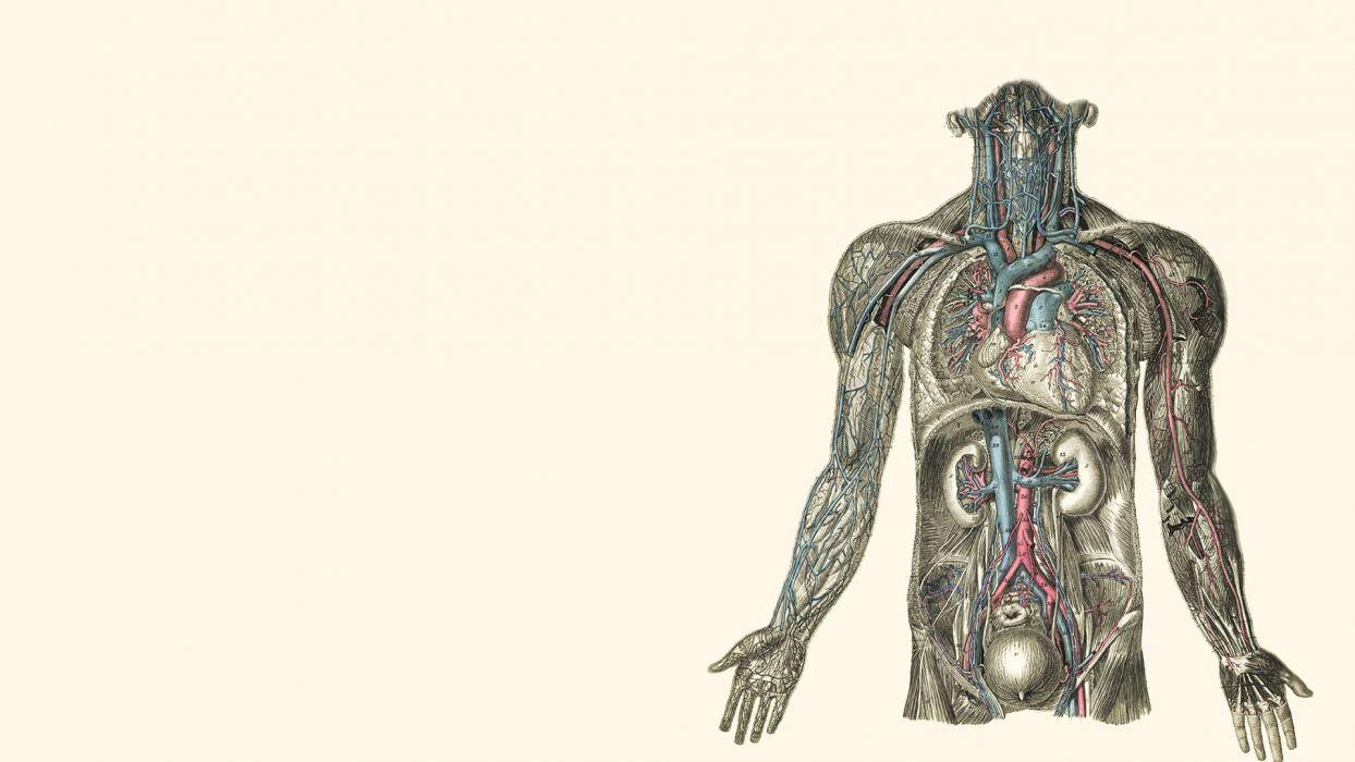 1244x700 Anatomy illustrations kidney hearts human body wallpaperx1080