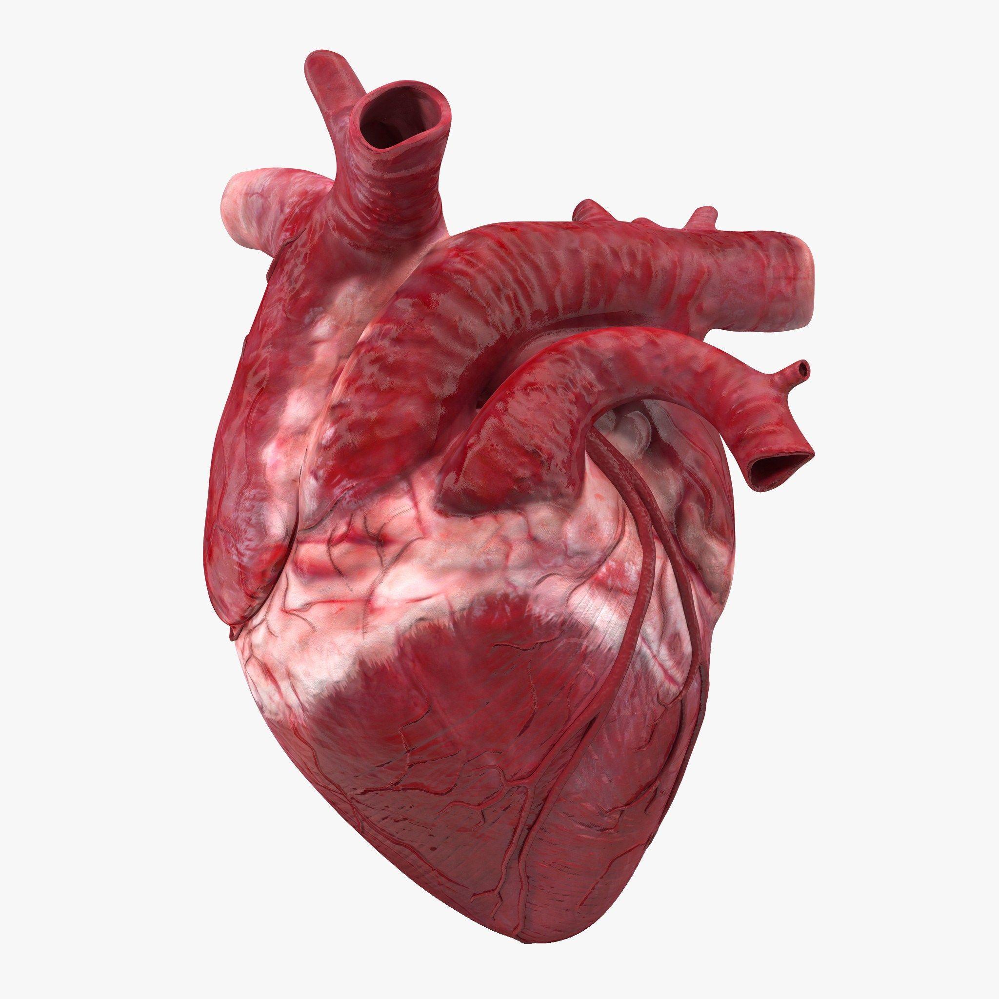 2048x2048 Real Heart Clipart