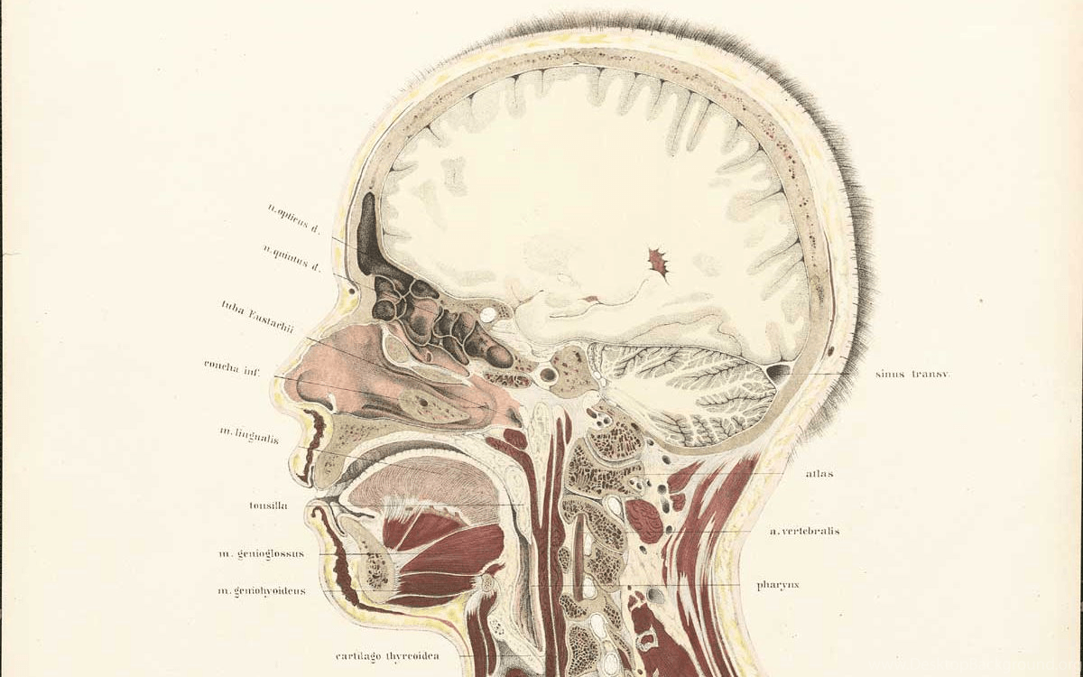 1200x750 Human Anatomy Wallpaper