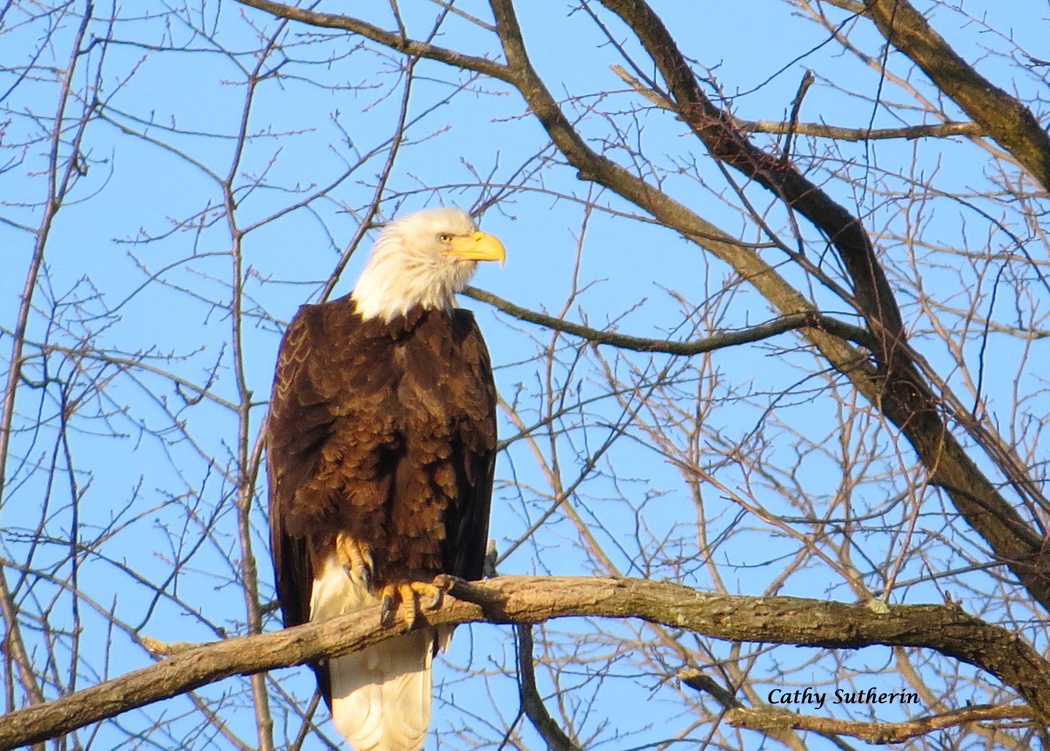 3367x2408 Misc: Farm Country Eagle Memorial Day Birds Labor July Tree