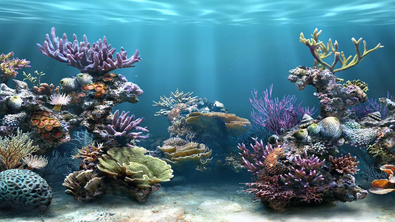 3D Coral Wallpapers - Top Free 3D Coral Backgrounds - WallpaperAccess