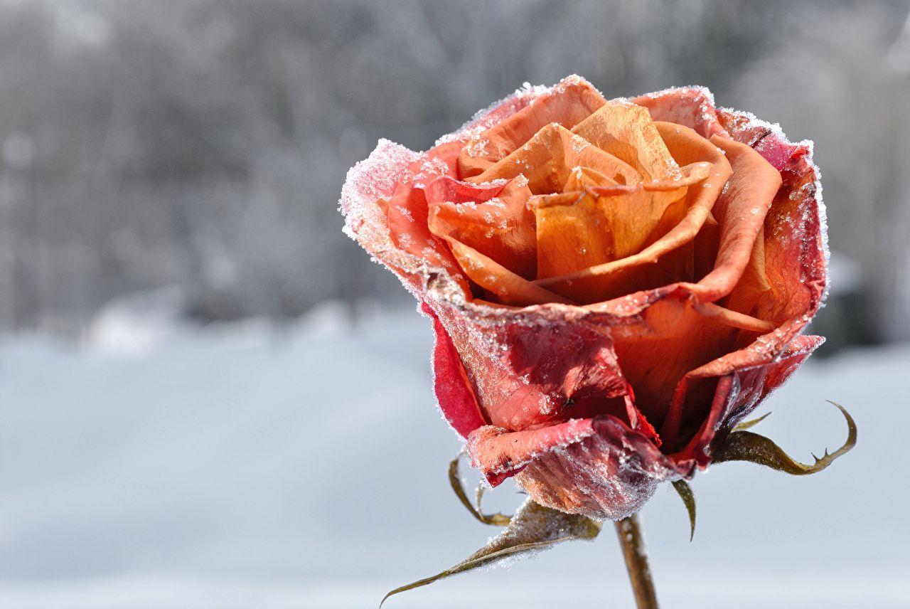 Roses in Snow Wallpapers - Top Free Roses in Snow Backgrounds