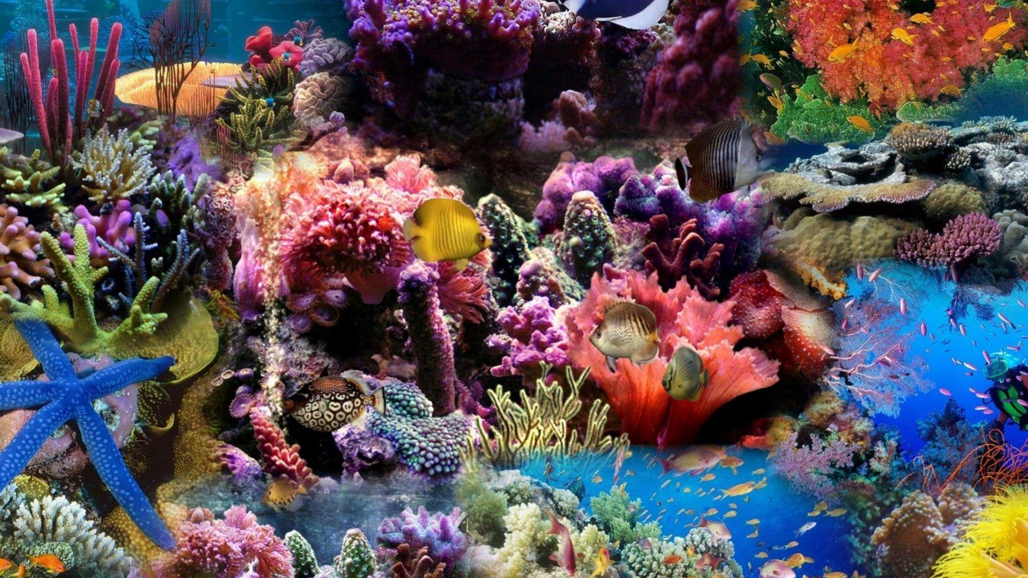 Coral Reef Aquarium 3d Animated Wallpaper Image Num 46