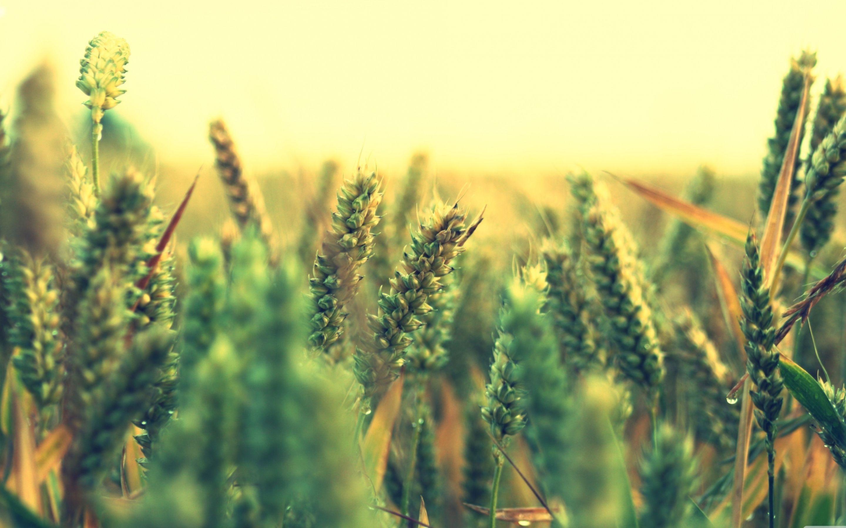 2880x1800 Free Sunshine Mac Wallpaper, iMac Wallpaper, Retina MacBook Pro