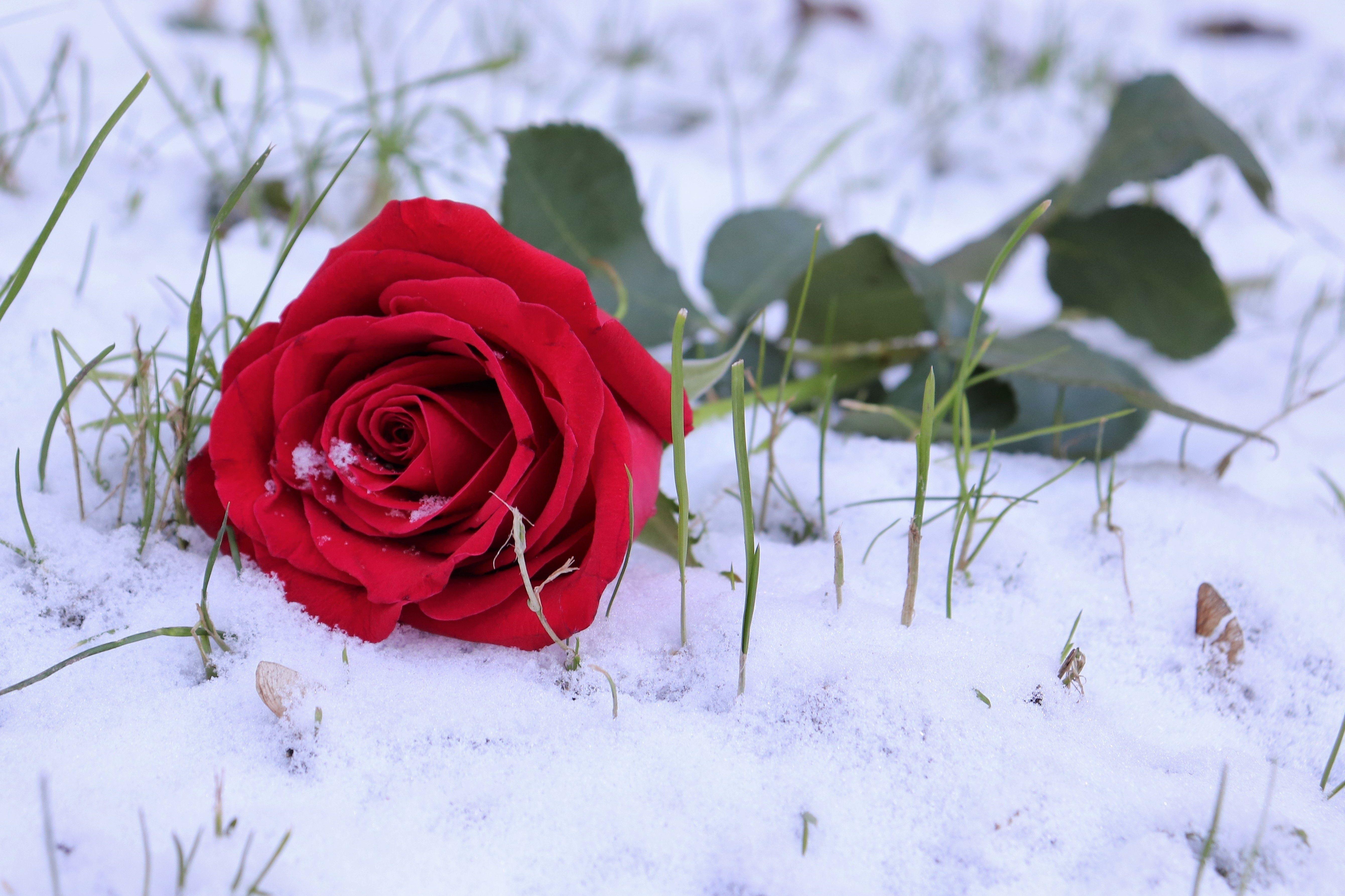 Картинки цветов в снегу. Розы на снегу. Цветы зимой. Цветы в снегу. Букет роз на снегу.