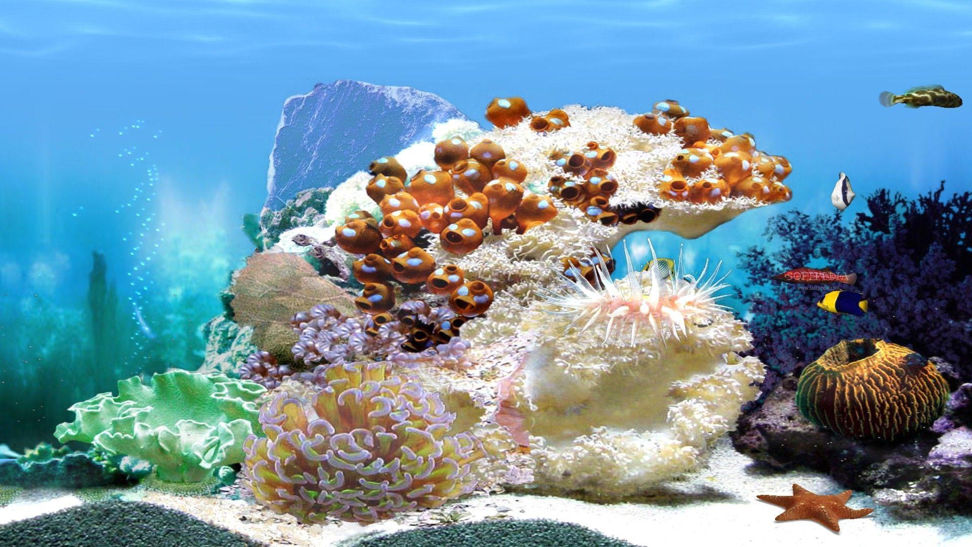 Coral Reef Aquarium 3d Animated Wallpaper Image Num 11
