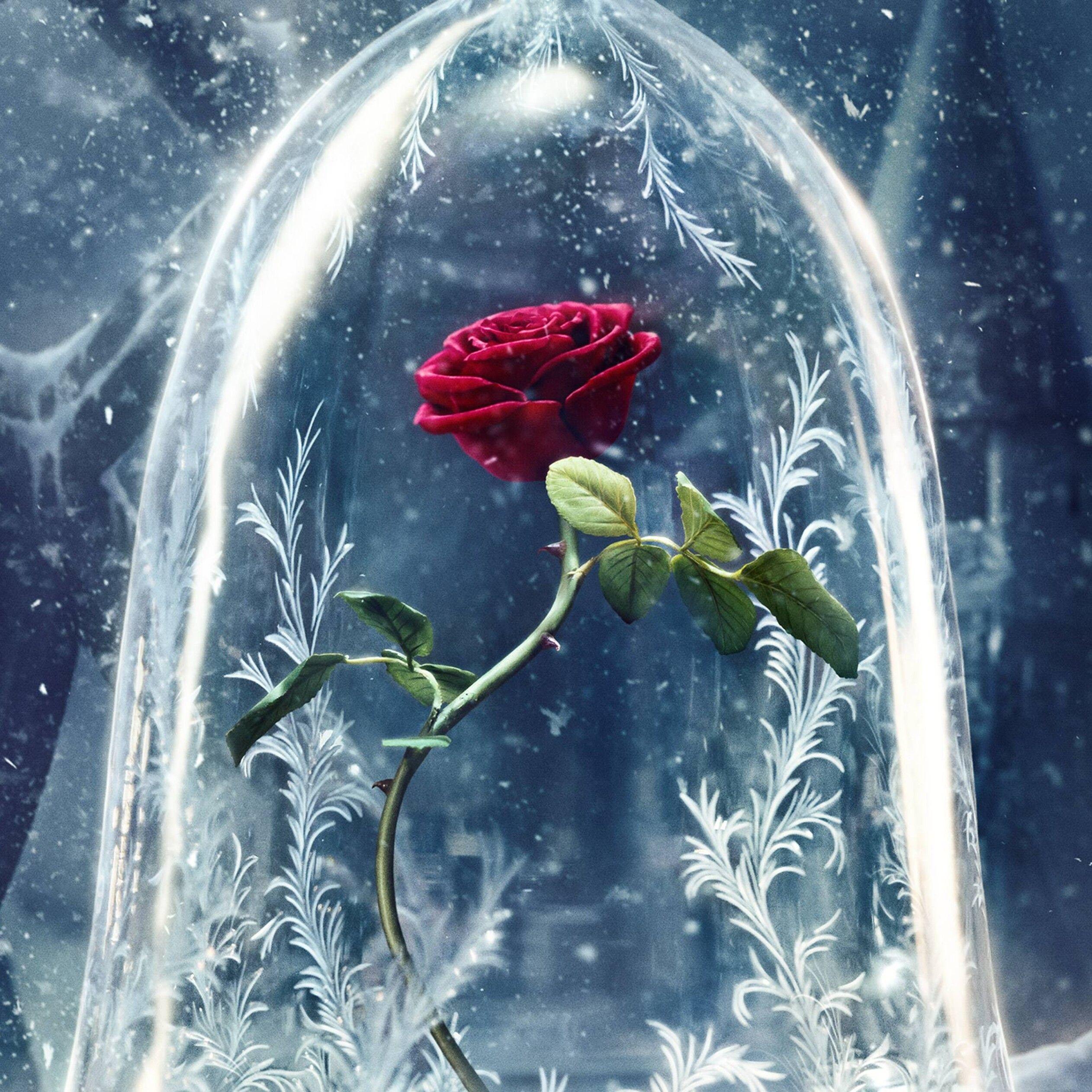 Roses in Snow Wallpapers Top Free Roses in Snow Backgrounds
