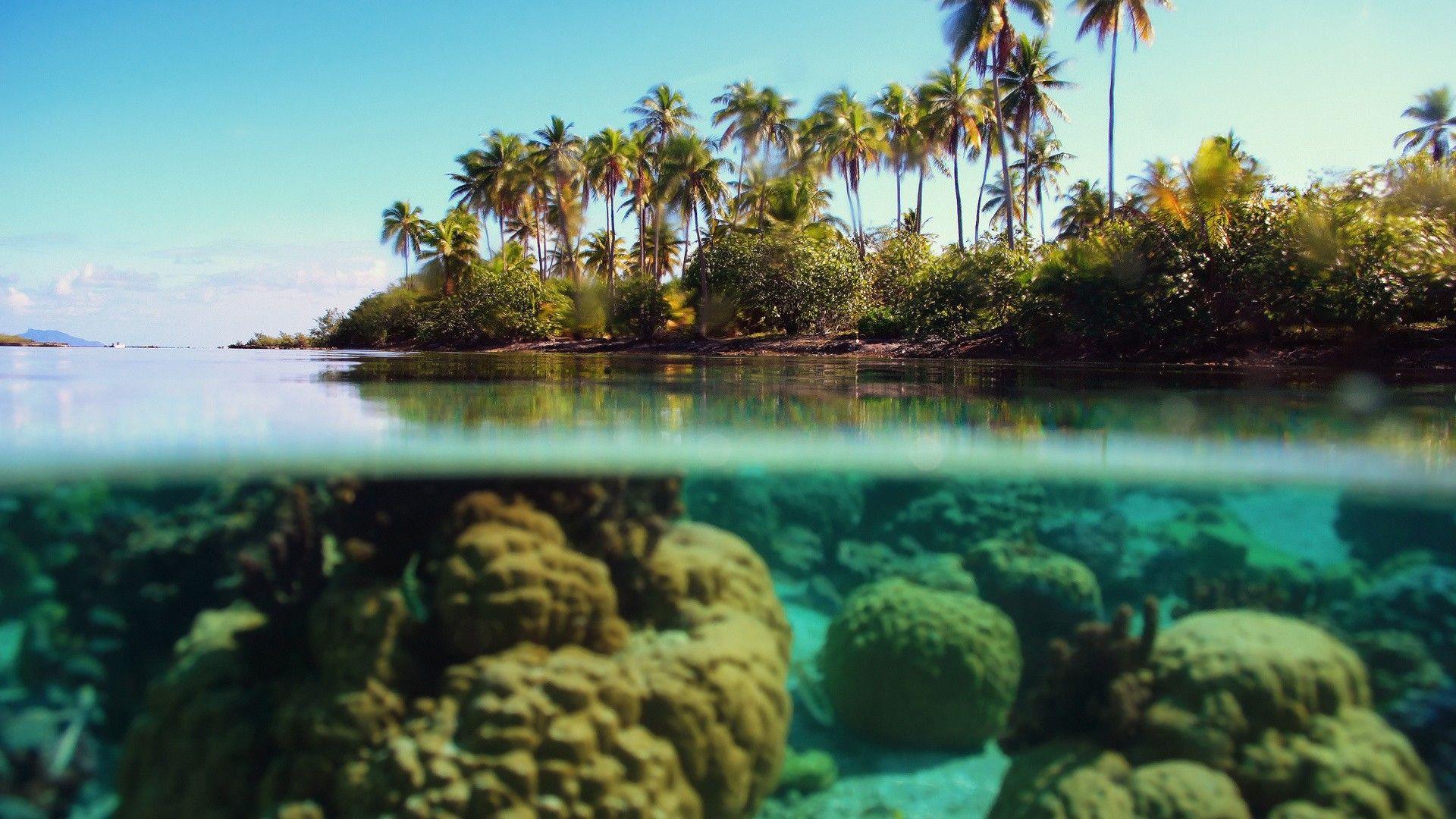 1920x1080 water, ocean, beach, coral, palm trees, palms wallpaper
