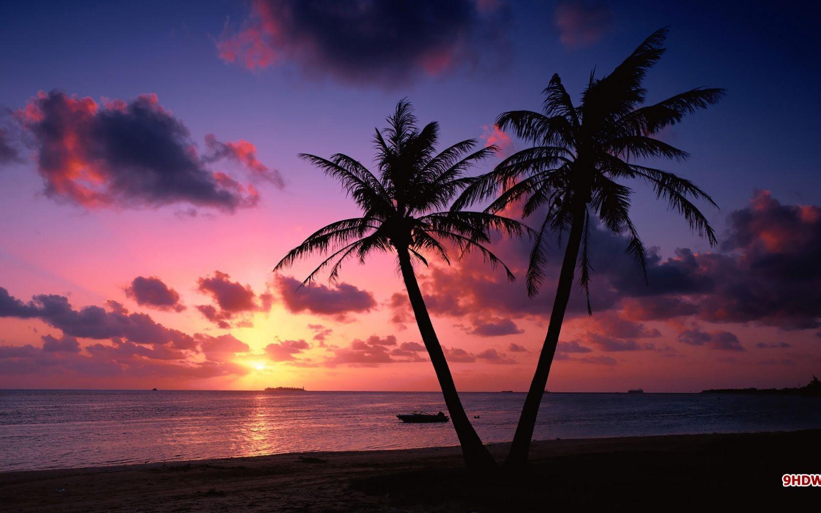 1680x1050 Free download Palm Trees in Sunset Wallpaper HD 1920x1080 1602 [1920x1080] for your Desktop, Mobile & Tablet. Explore Palm Tree Sunset Wallpaper. Tropical Sunset Wallpaper Desktop, Beach Palm Trees