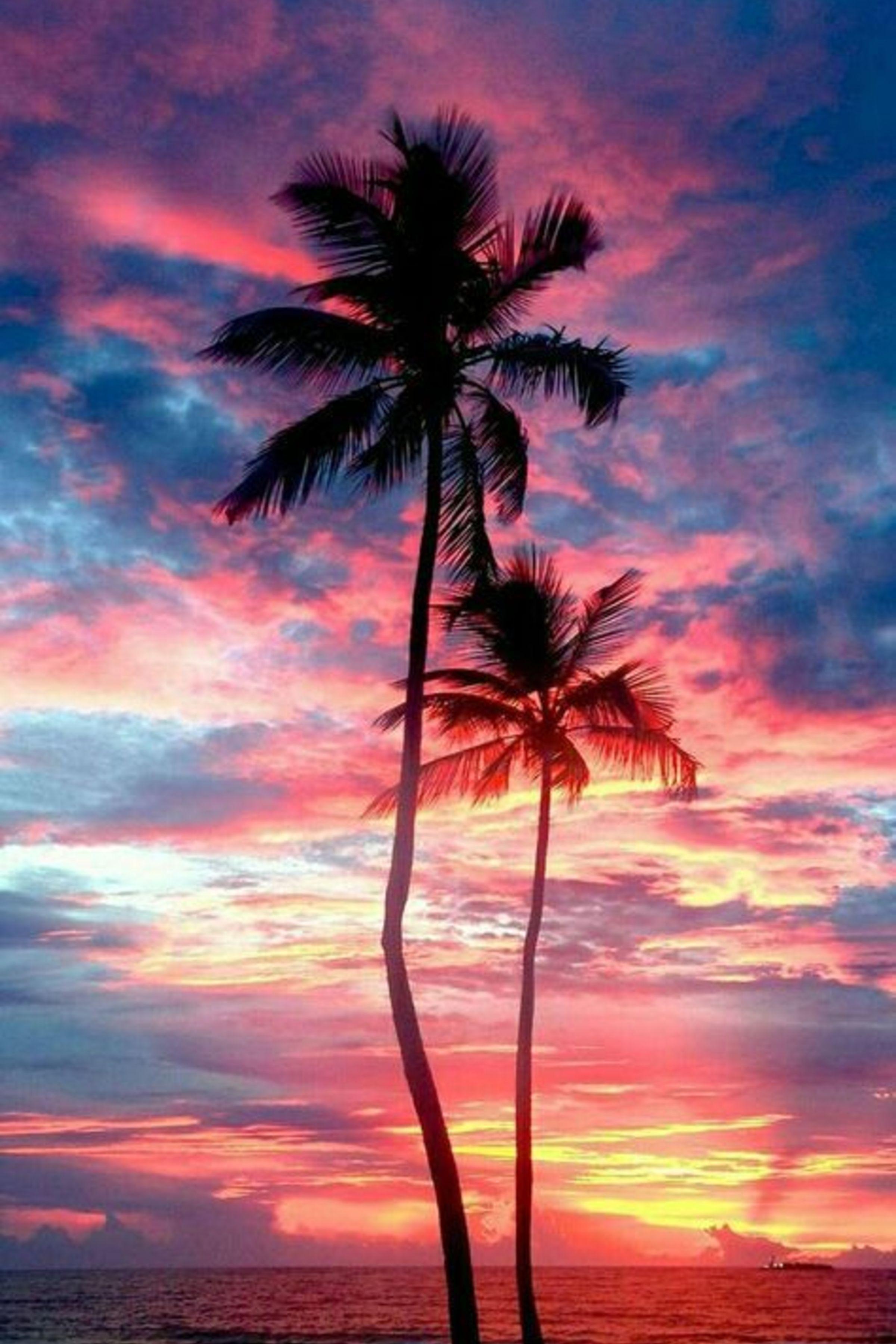 Palm Trees Sunset Wallpapers Top Free Palm Trees Sunset Backgrounds Wallpaperaccess
