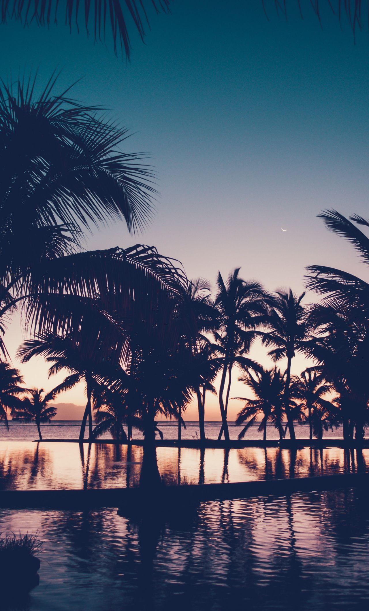1280x2120 Palm Tree Wallpaper HD Wallpaper