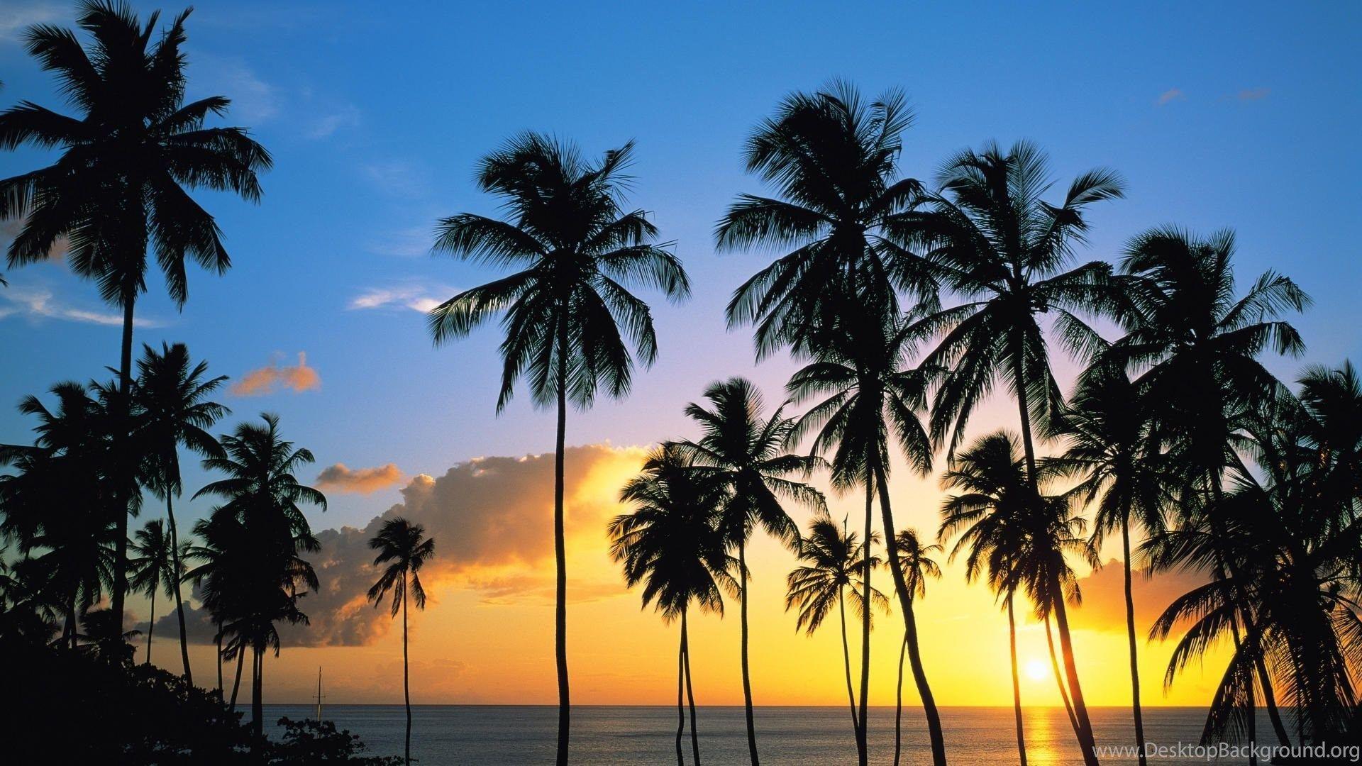 1920x1080 Download Palm Tree Sunset Wallpaper Free Desktop Background