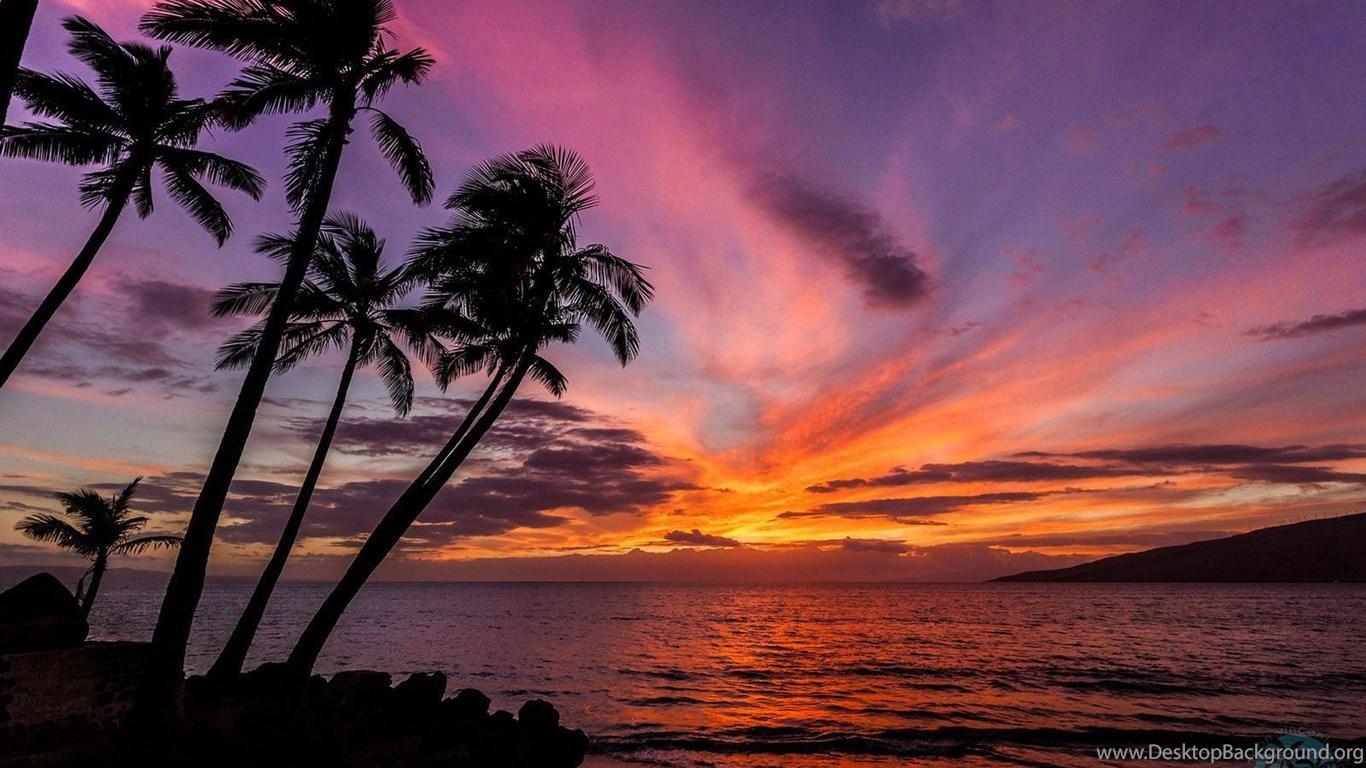 1366x768 Palm Tree Sunset Wallpaper