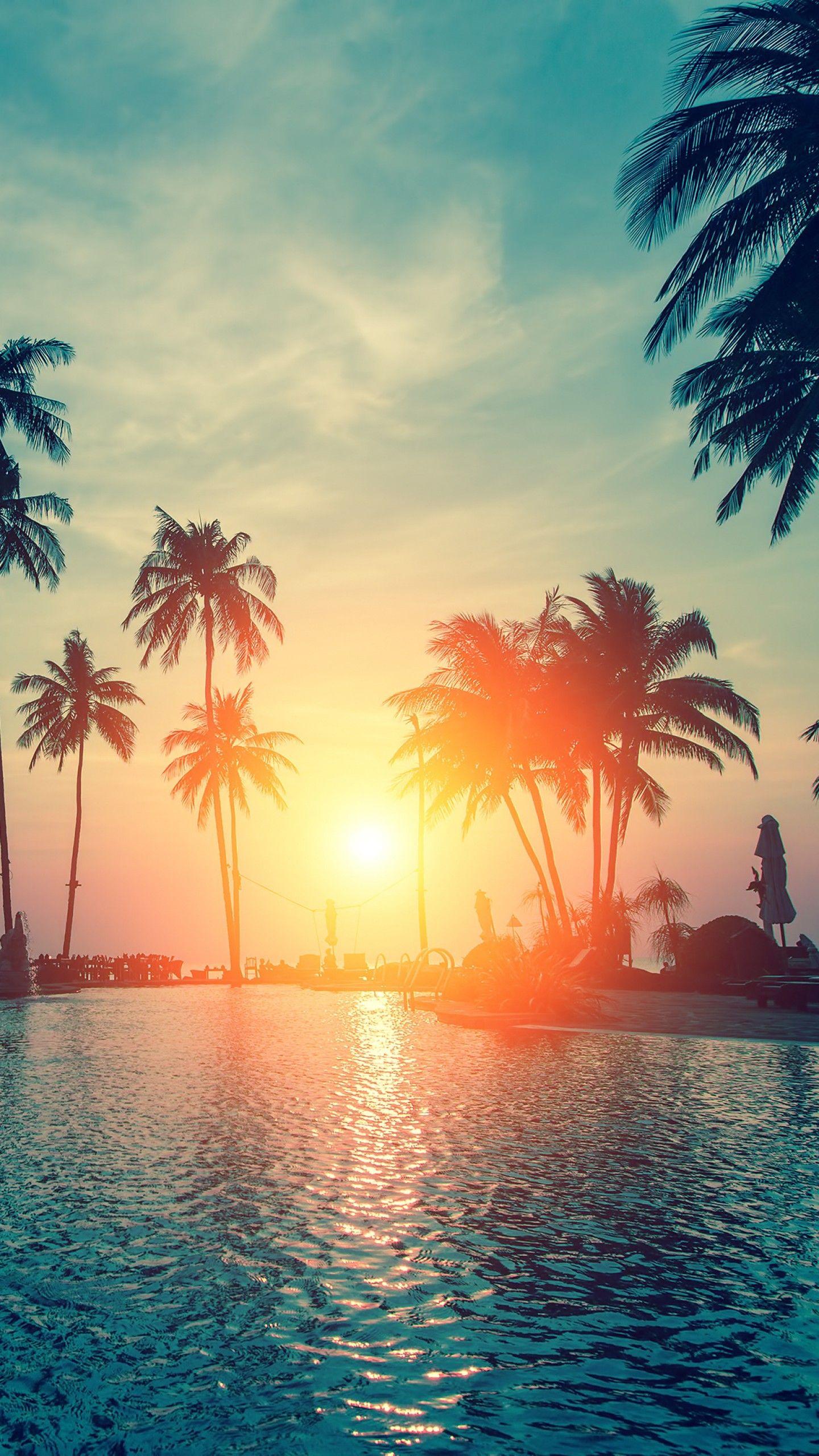 1440x2560 Palm Tree Sunset Wallpaper