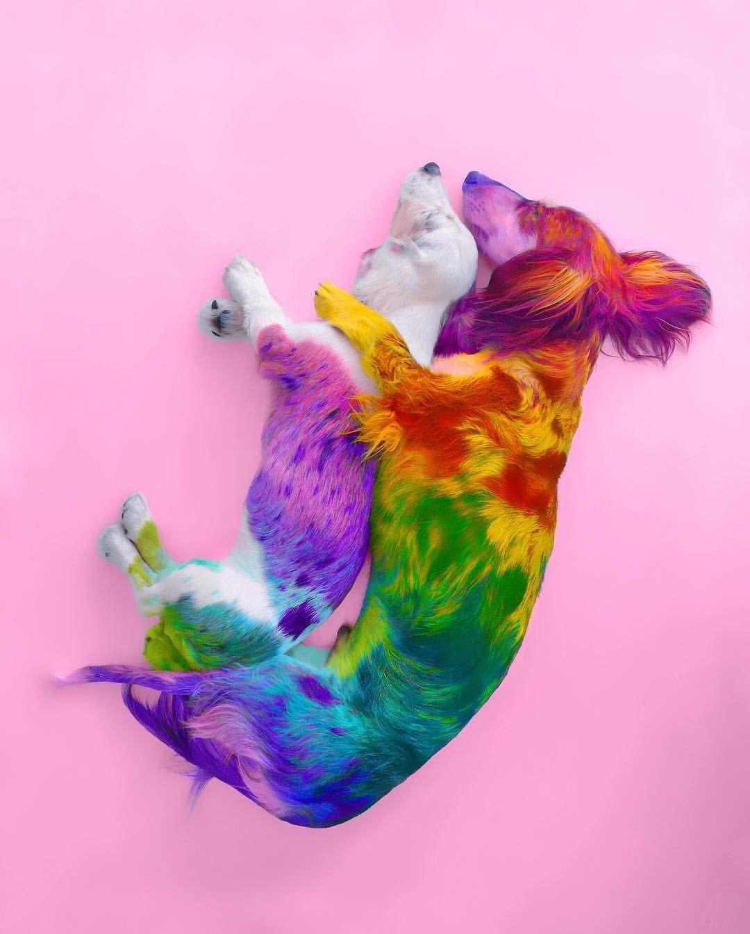 Rainbow Dog Wallpaper